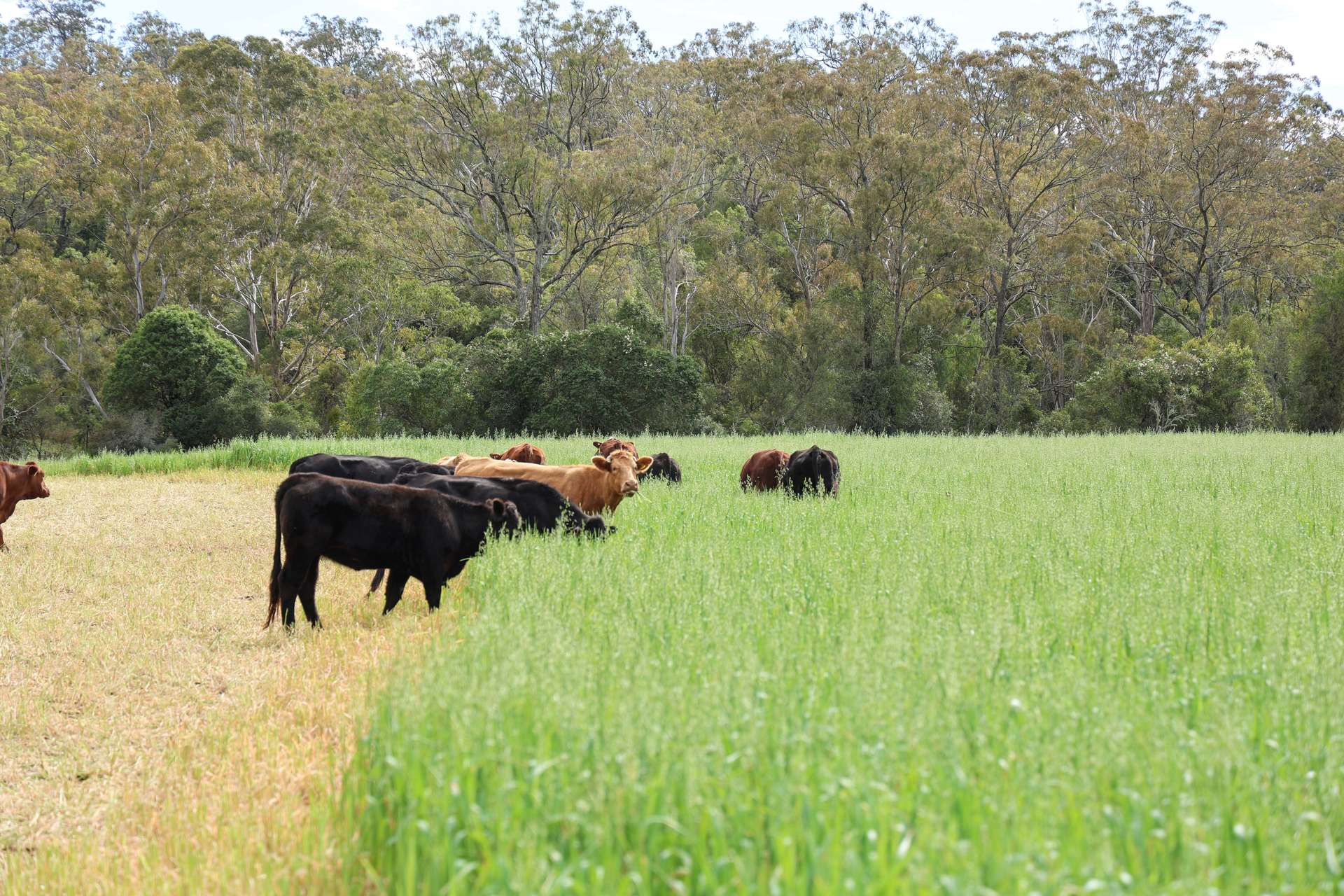 213 Kings Hill Road, Highgrove For Sale by Farmbuy.com - image 3