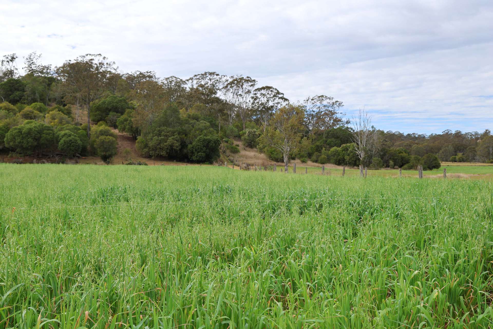 213 Kings Hill Road, Highgrove For Sale by Farmbuy.com - image 7