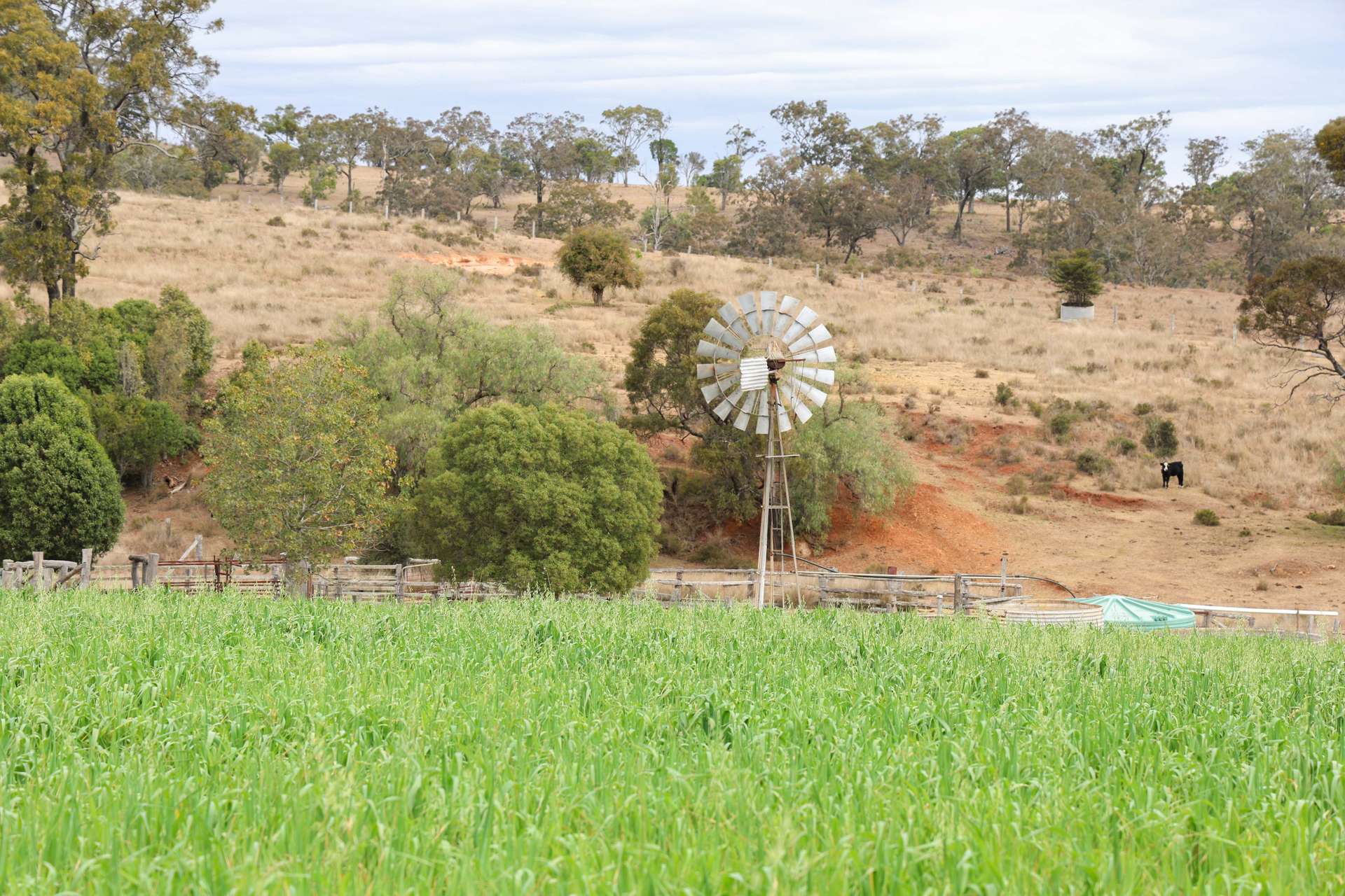 213 Kings Hill Road, Highgrove For Sale by Farmbuy.com - image 10
