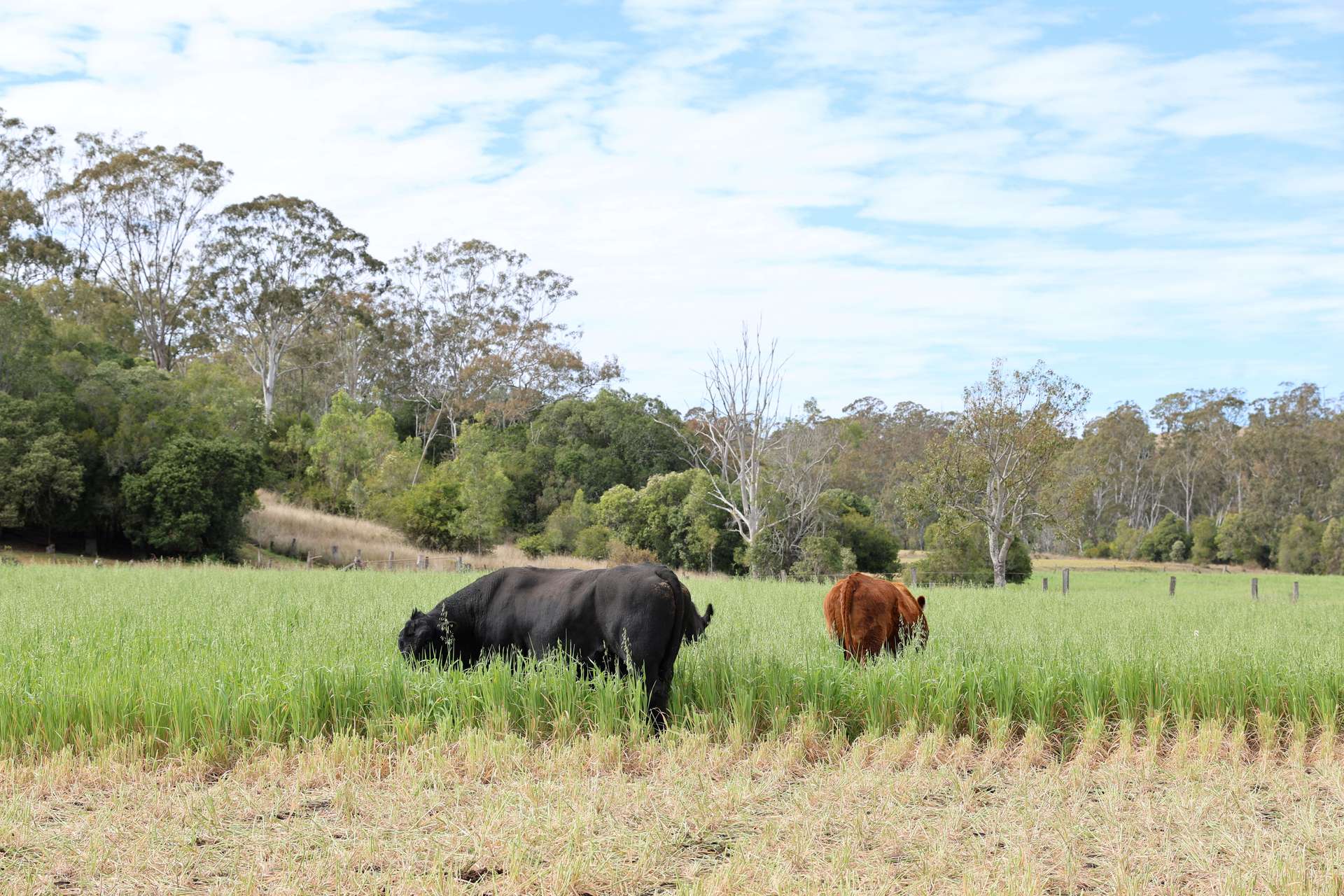 213 Kings Hill Road, Highgrove For Sale by Farmbuy.com - image 1