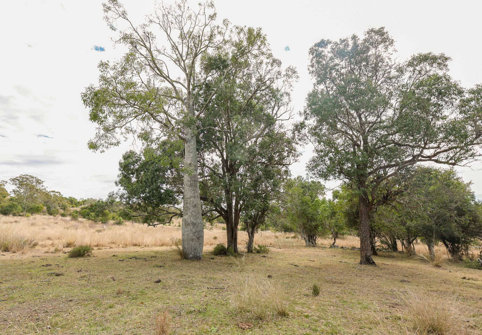 213 Kings Hill Road, Highgrove For Sale by Farmbuy.com - image 25
