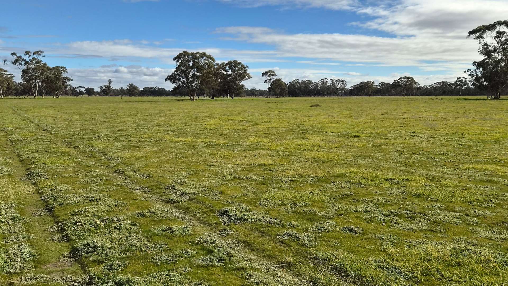 Lot 1 Bangham Road, Bangham For Sale by Farmbuy.com - image 4