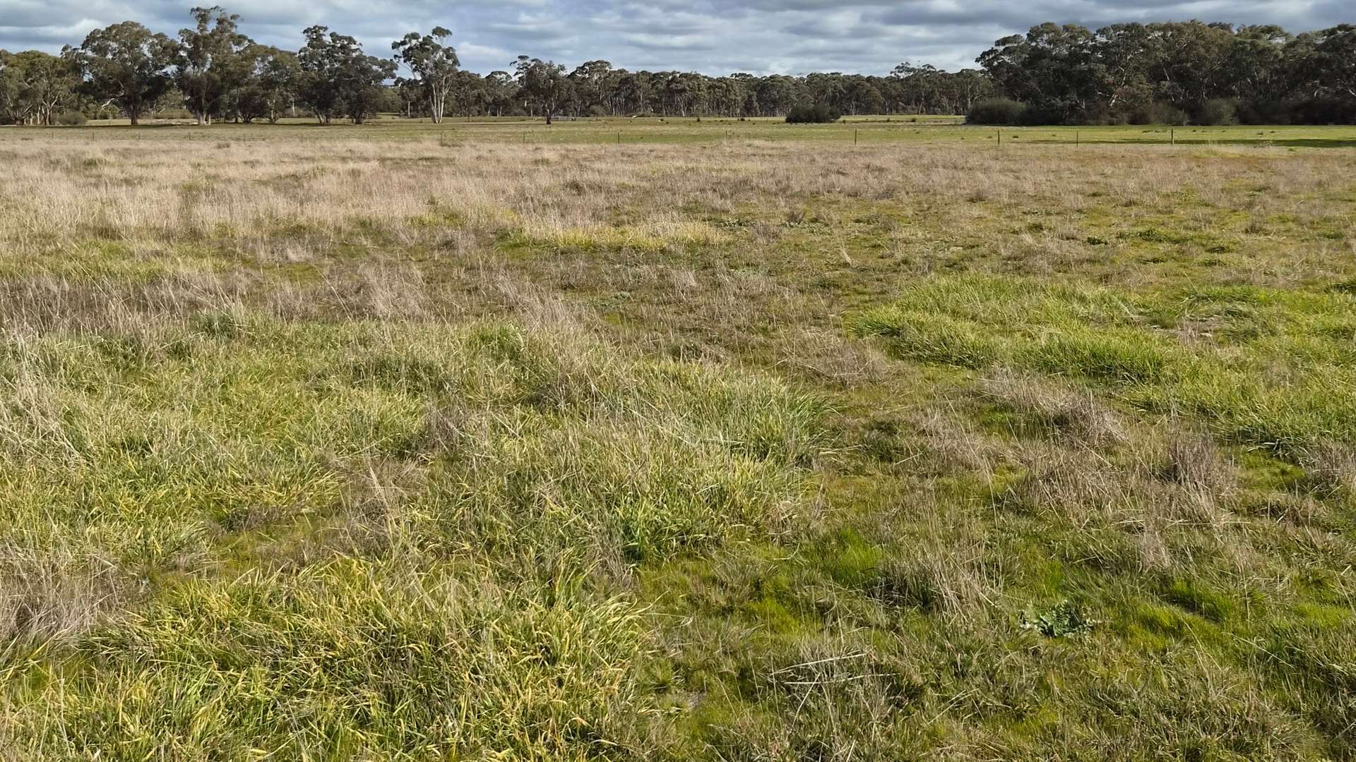 Lot 1 Bangham Road, Bangham For Sale by Farmbuy.com - image 10