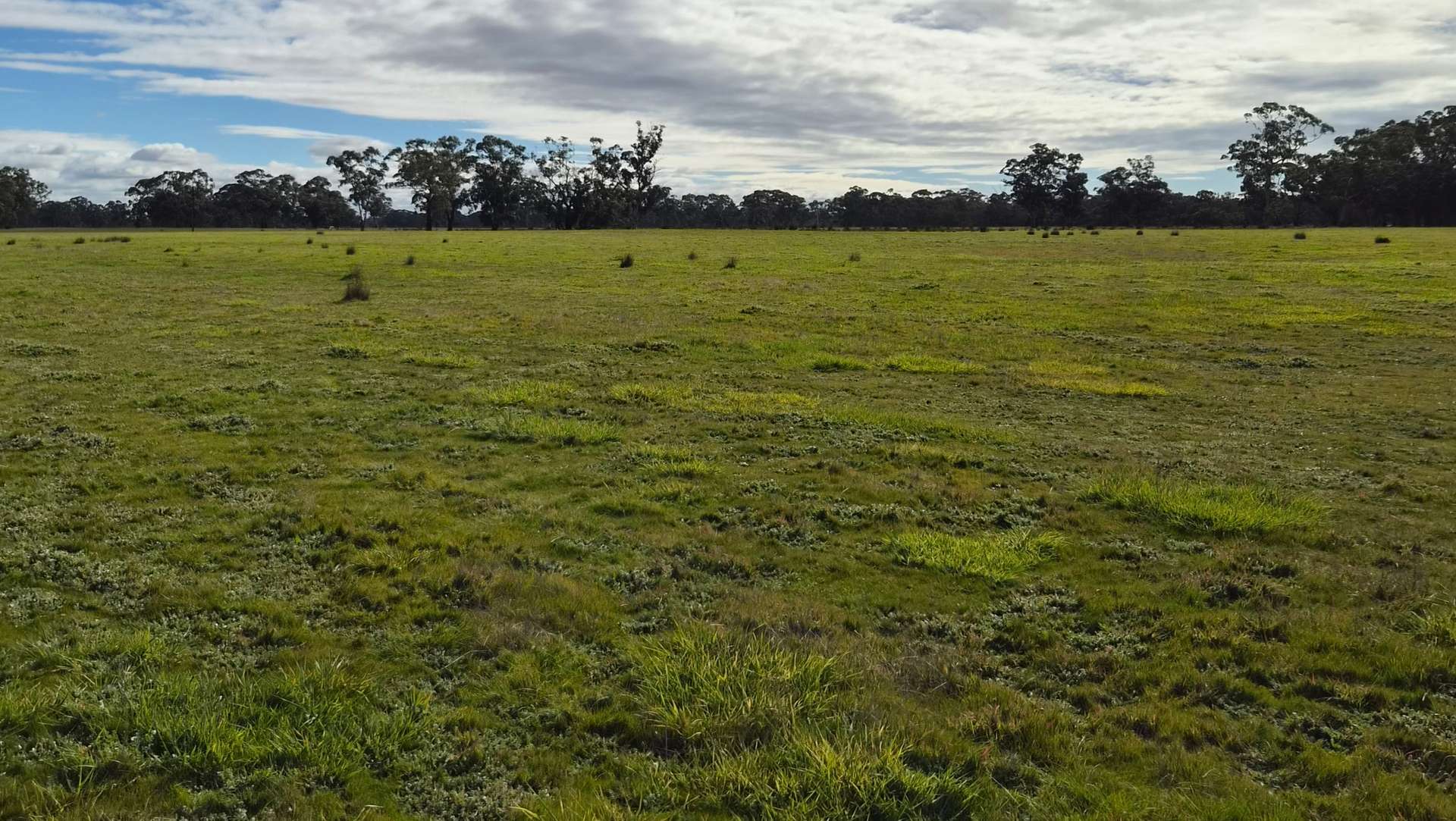 Lot 1 Bangham Road, Bangham For Sale by Farmbuy.com - image 20