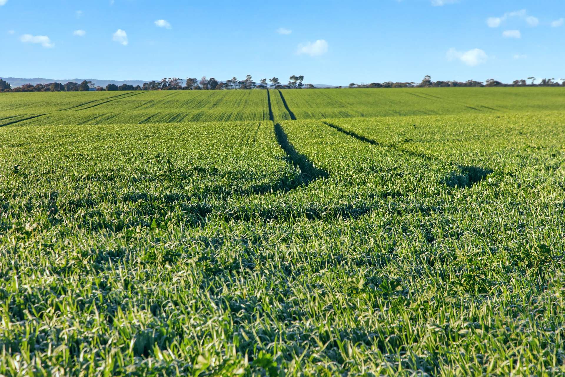 'Murrumbeena' Murrumbeena Road, Hart For Sale by Farmbuy.com - image 4