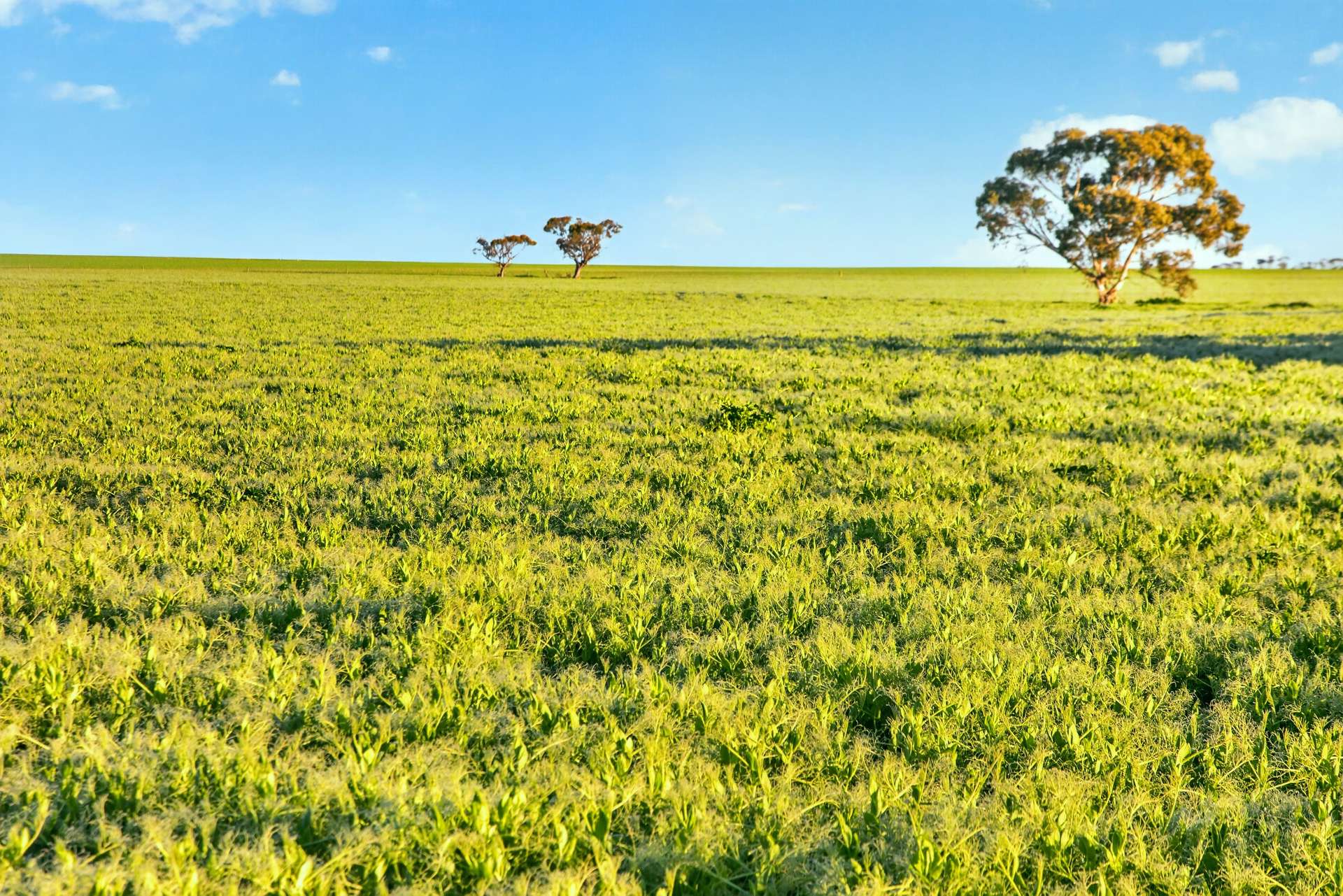 'Murrumbeena' Murrumbeena Road, Hart For Sale by Farmbuy.com - image 16