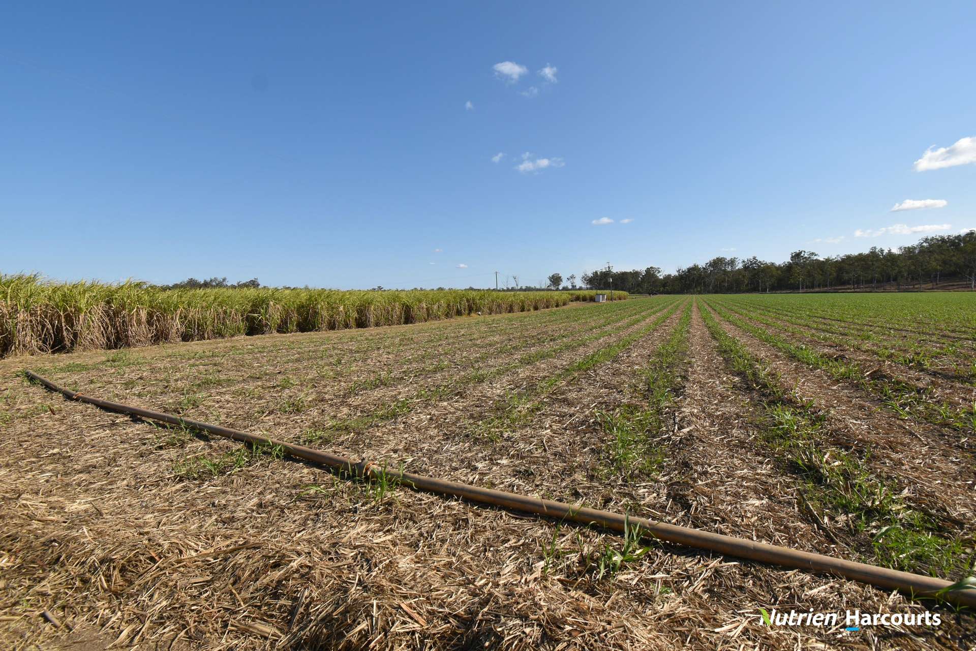 Lot/8 Cloyne Rd, McIlwraith For Sale by Farmbuy.com - image 10
