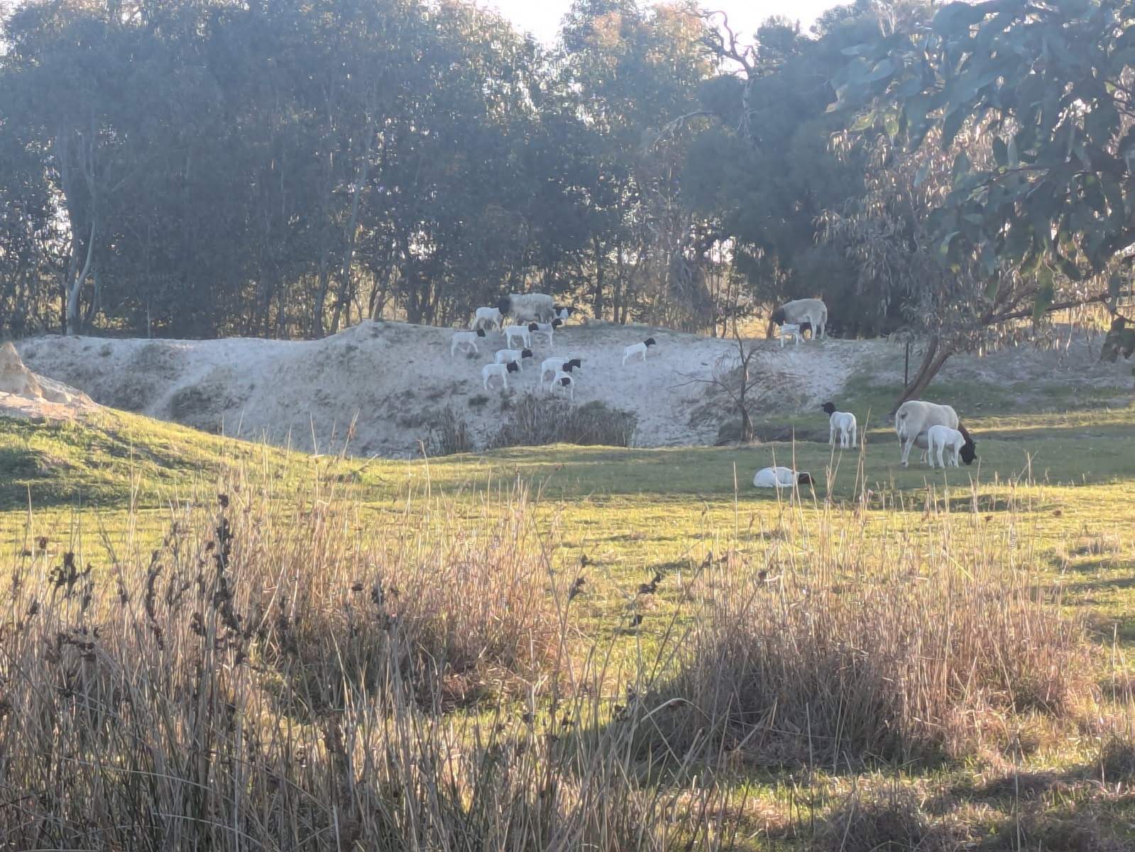 3473 Bindoon-Moora Road, Mogumber For Sale by Farmbuy.com - image 5