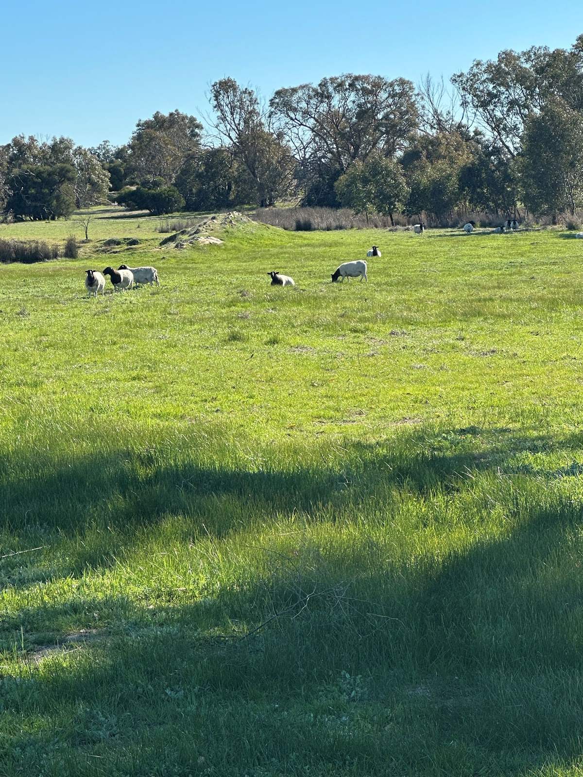 3473 Bindoon-Moora Road, Mogumber For Sale by Farmbuy.com - image 10