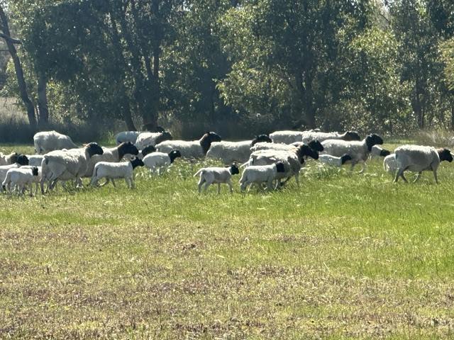 3473 Bindoon-Moora Road, Mogumber For Sale by Farmbuy.com - image 14
