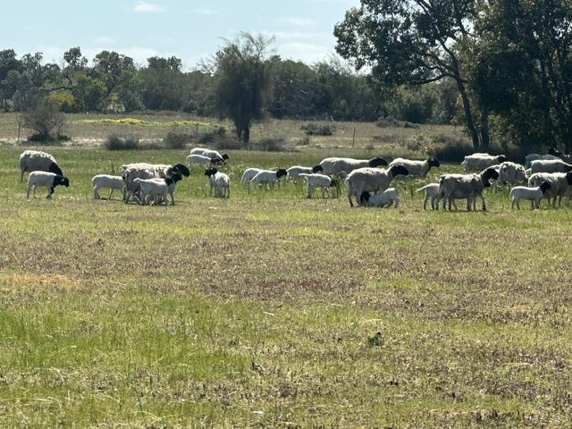 3473 Bindoon-Moora Road, Mogumber For Sale by Farmbuy.com - image 3