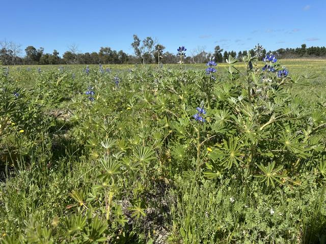 3473 Bindoon-Moora Road, Mogumber For Sale by Farmbuy.com - image 2