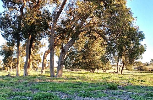 3473 Bindoon-Moora Road, Mogumber For Sale by Farmbuy.com - image 2