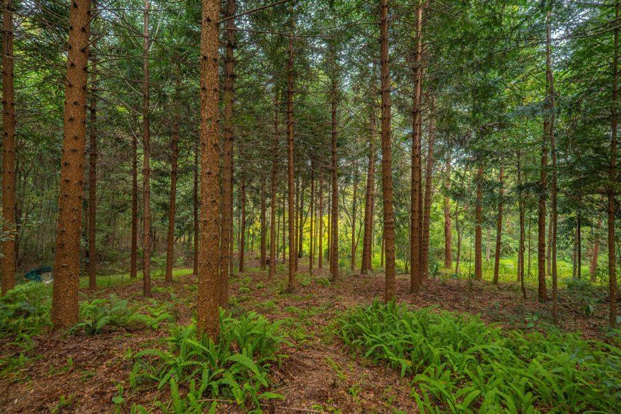 1896 Noosa Road, Traveston For Sale by Farmbuy.com - image 15