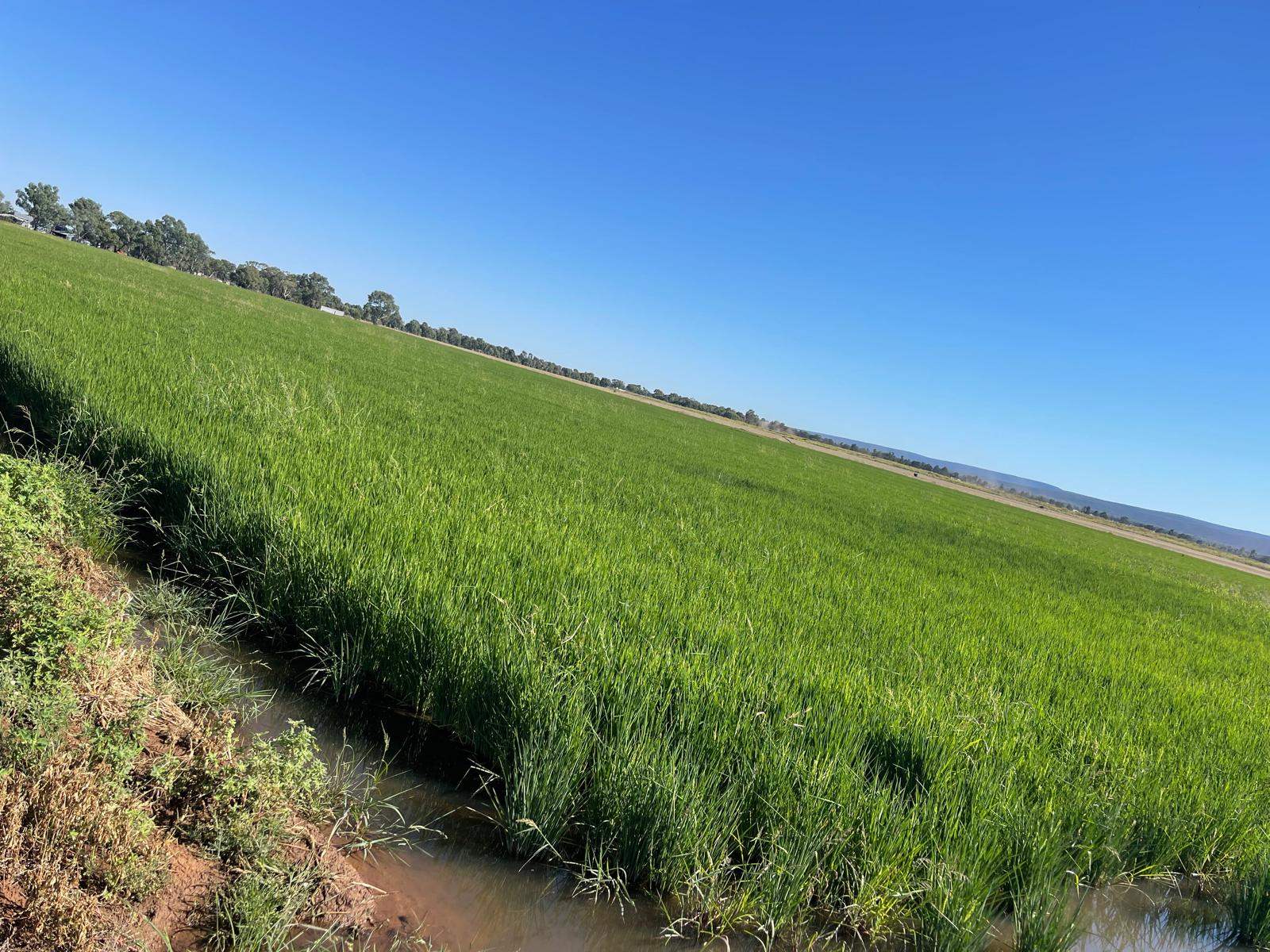 702 Myall Park Road, Myall Park For Sale by Farmbuy.com - image 24