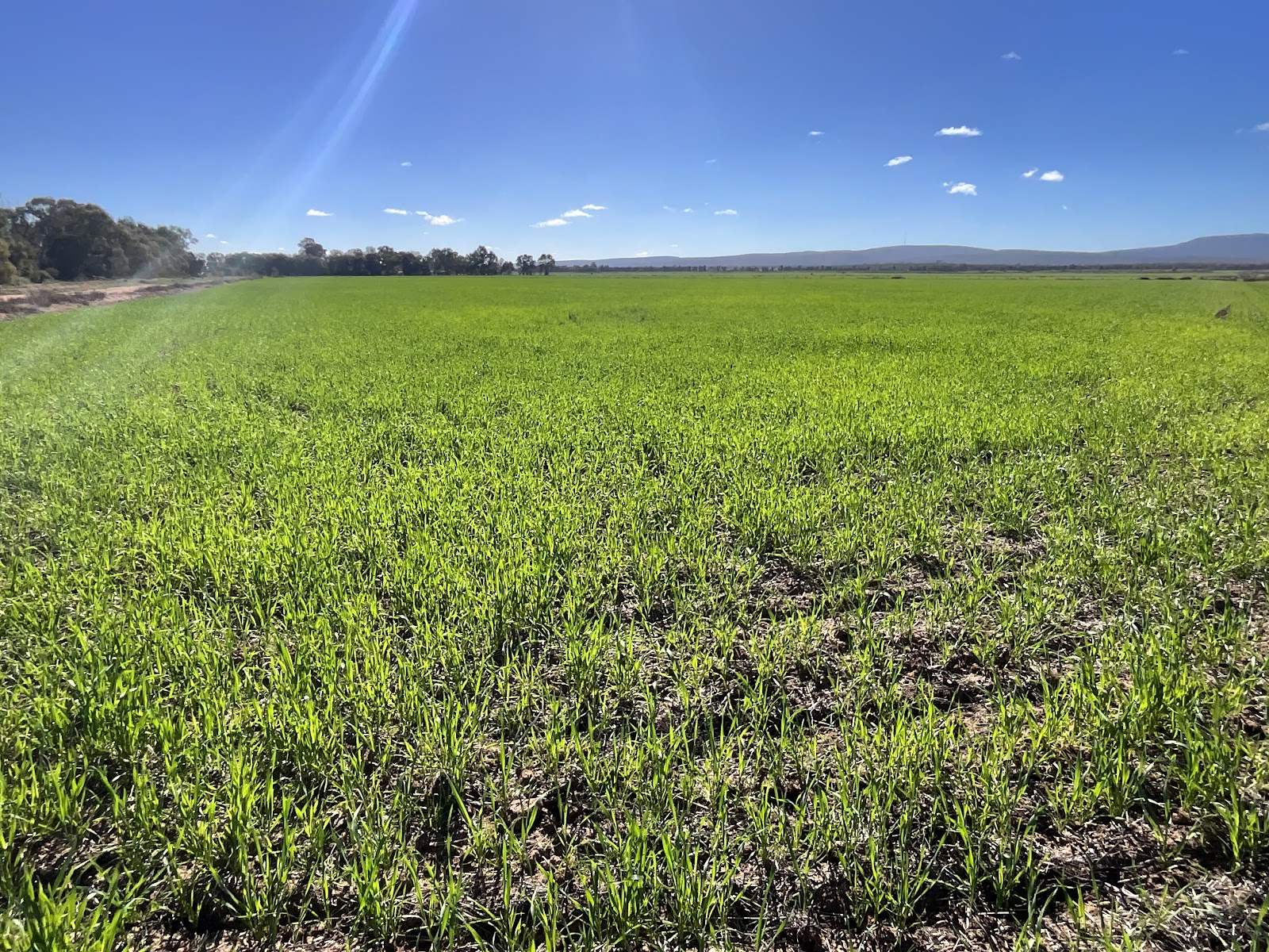 702 Myall Park Road, Myall Park For Sale by Farmbuy.com - image 23
