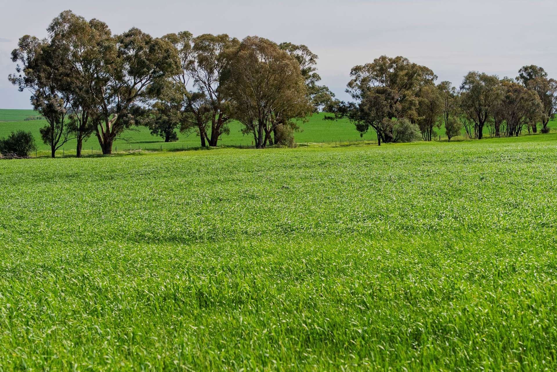 448 Shepherds Siding Road, Wagga Wagga For Sale by Farmbuy.com - image 7