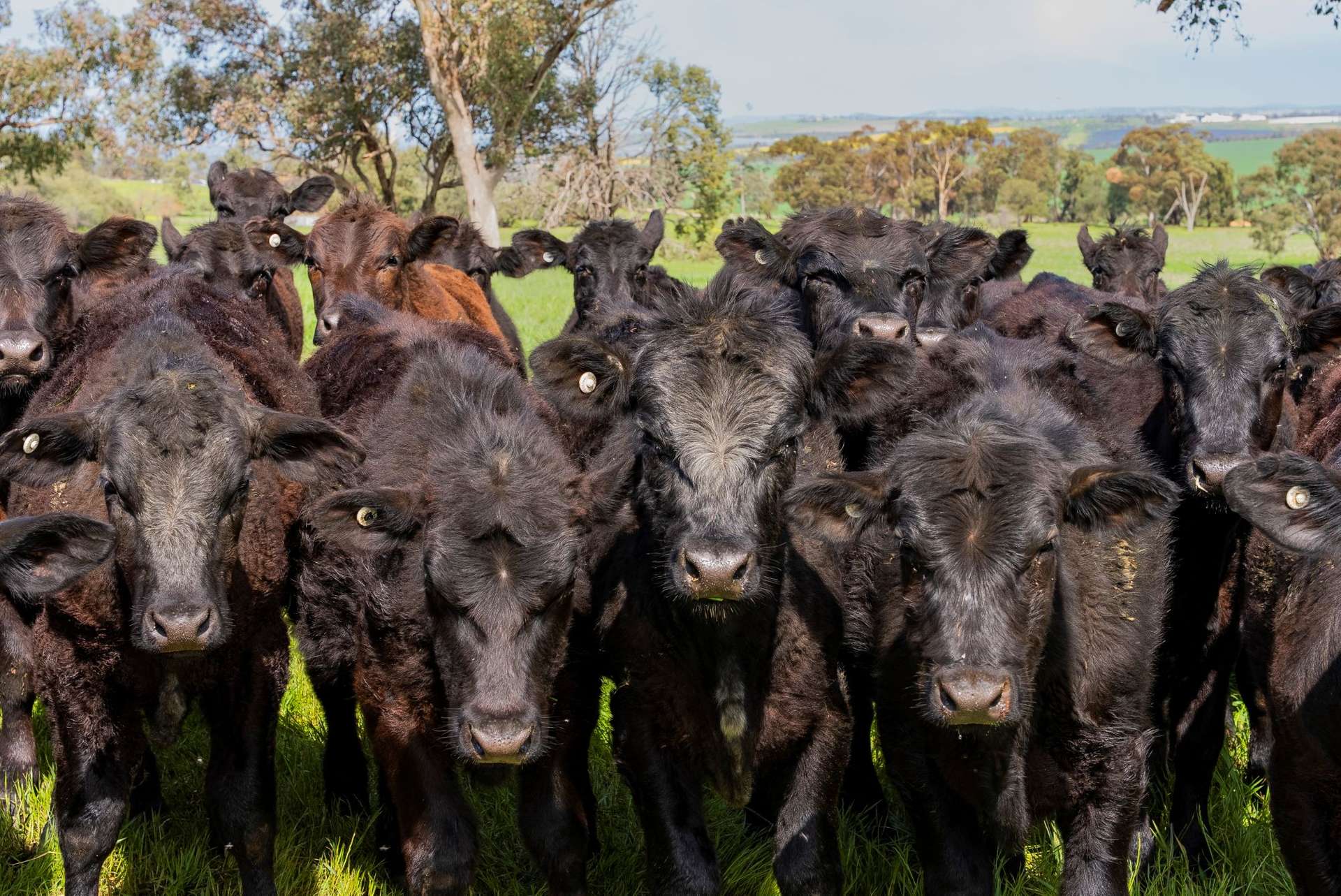 448 Shepherds Siding Road, Wagga Wagga For Sale by Farmbuy.com - image 26