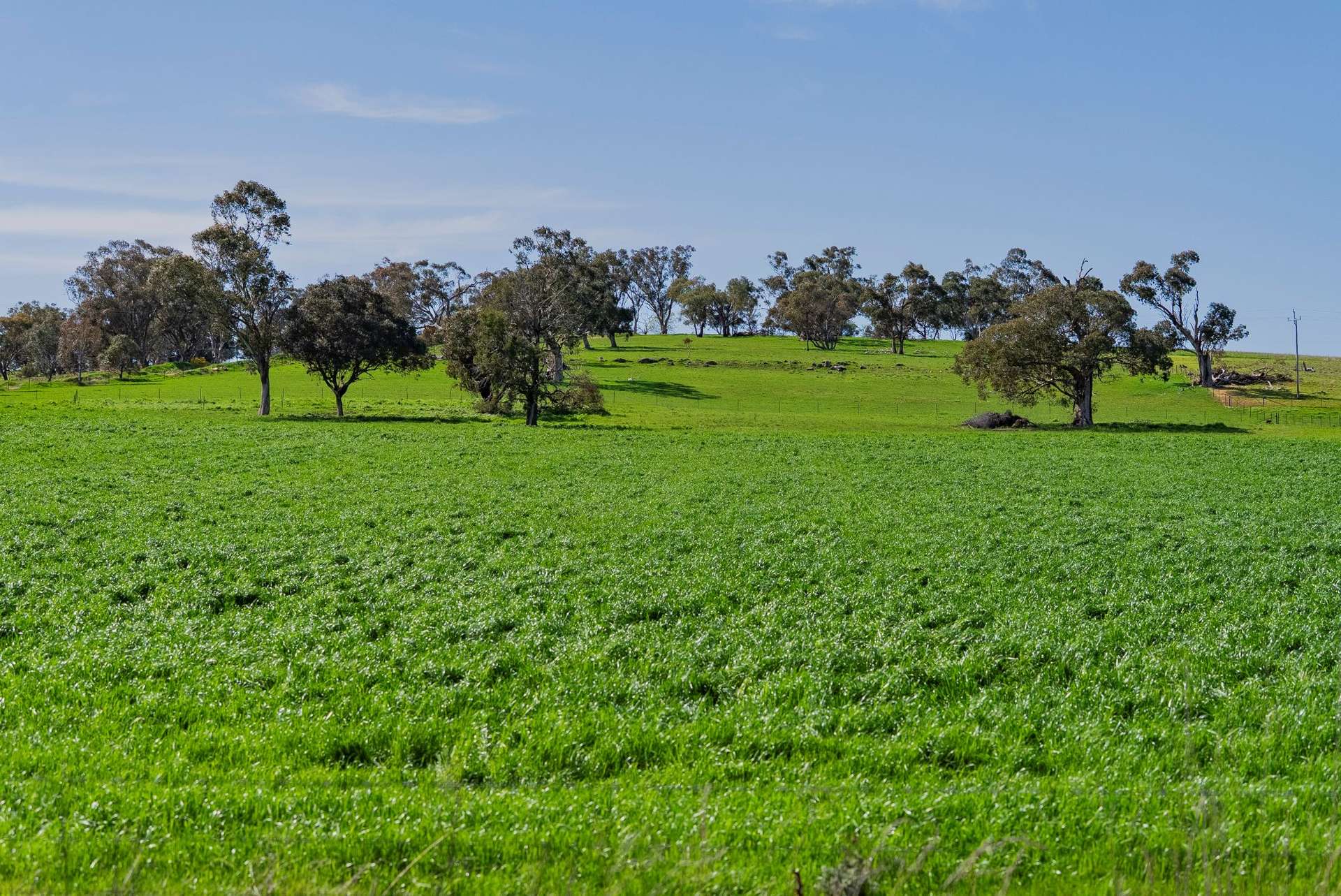 448 Shepherds Siding Road, Wagga Wagga For Sale by Farmbuy.com - image 6