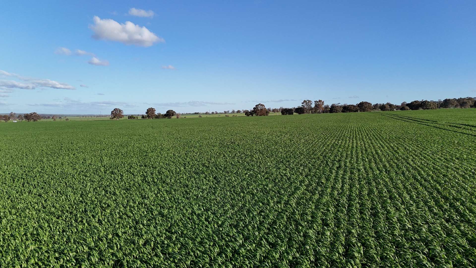 'Flavels' Wilkins Highway, Huddleston For Sale by Farmbuy.com - image 4
