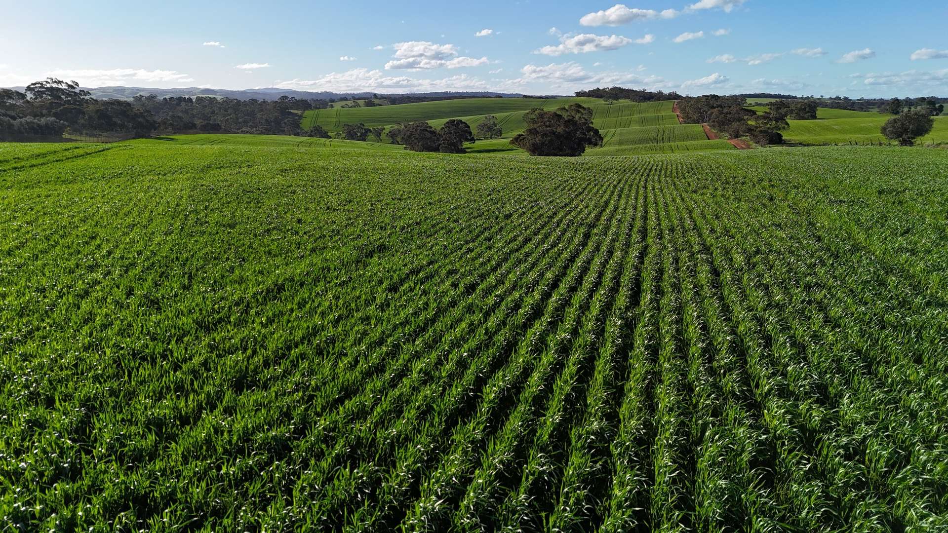'Flavels' Wilkins Highway, Huddleston For Sale by Farmbuy.com - image 8