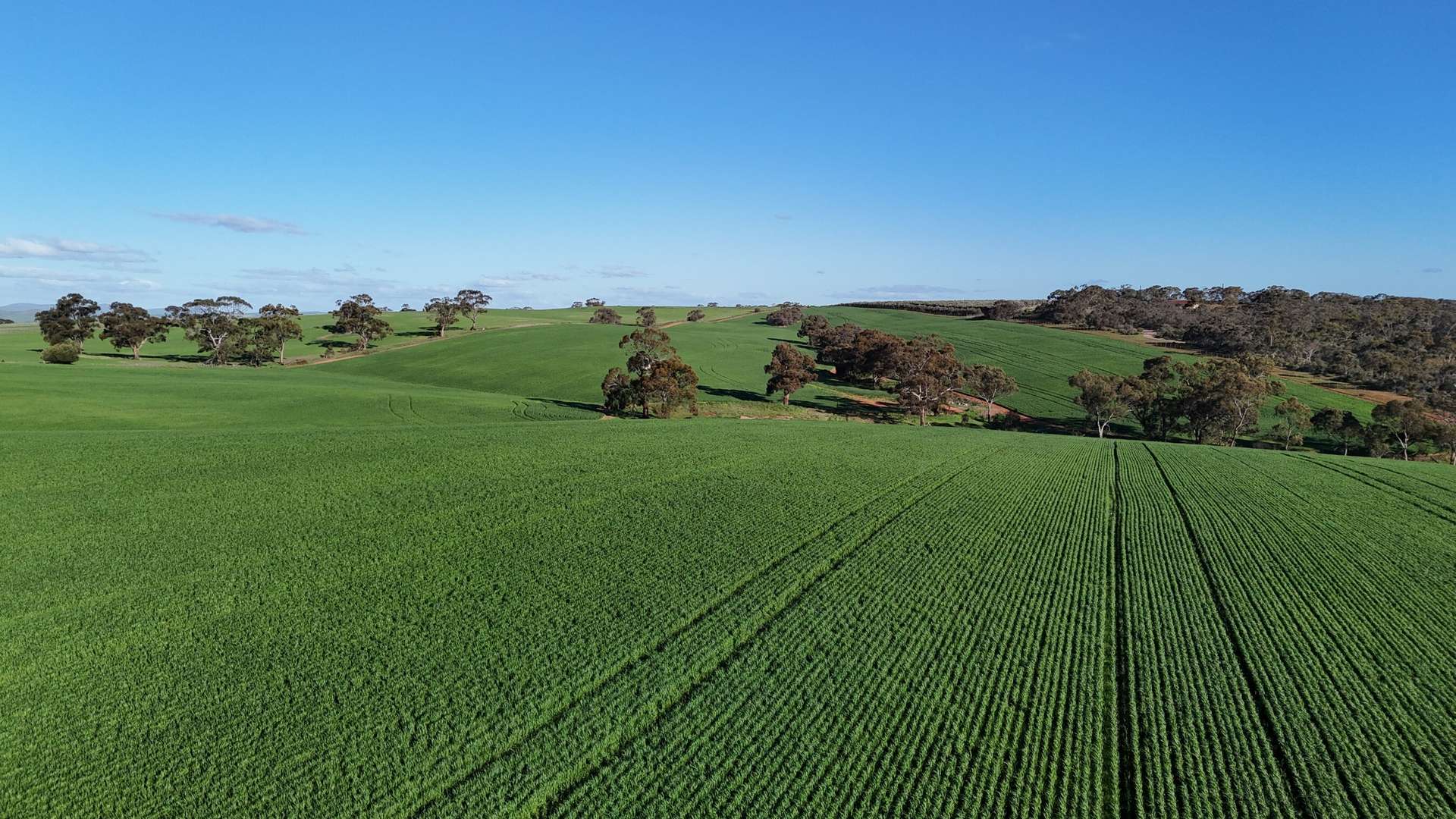 'Flavels' Wilkins Highway, Huddleston For Sale by Farmbuy.com - image 13