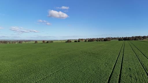 Farm For Sale - SA - Huddleston - 5523 - Productive Cropping Land 