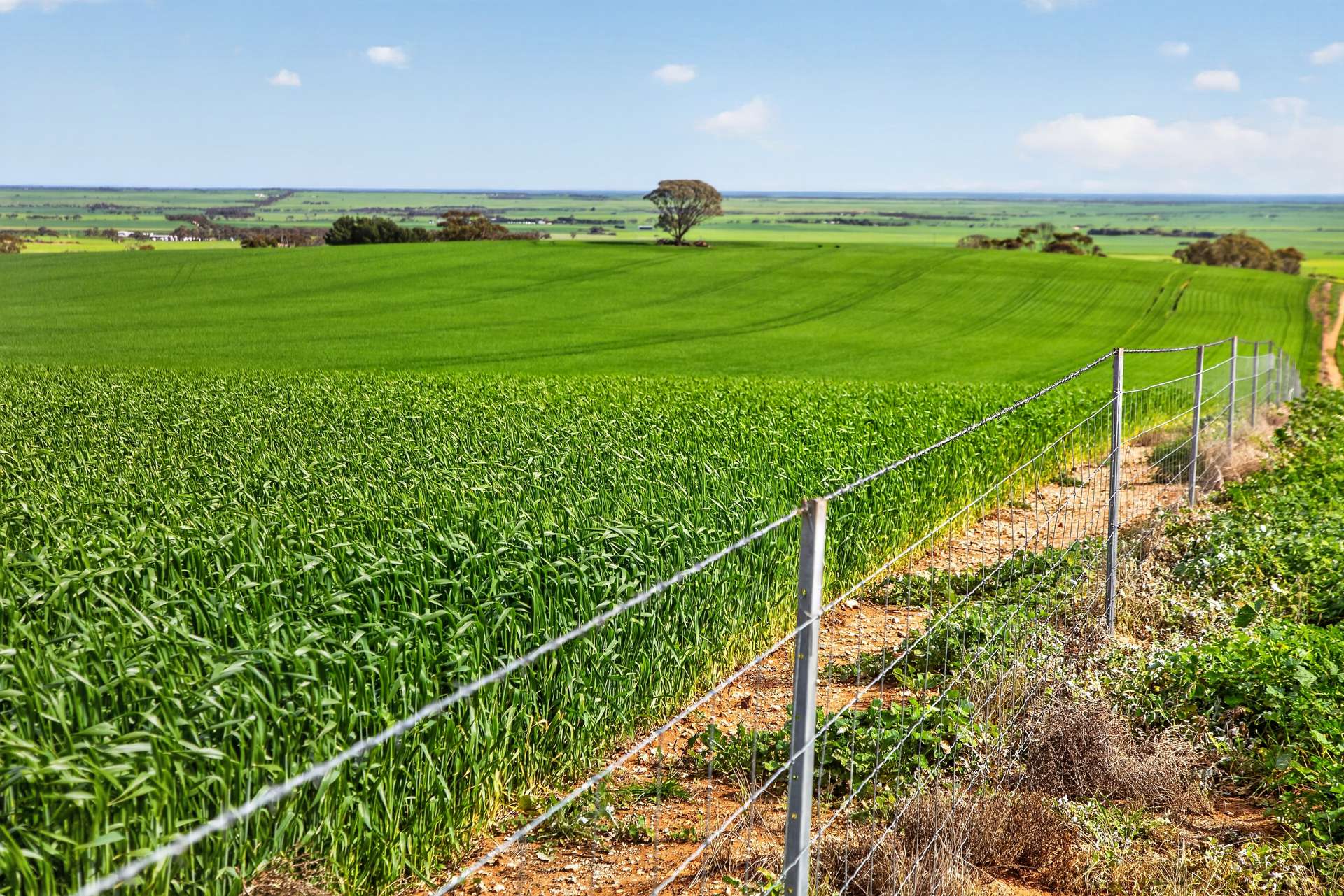 'Southams' Ireland Road, Mundoora For Sale by Farmbuy.com - image 7