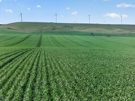 Farm For Sale - SA - Mundoora - 5555 - Efficient and Easy - Working Northern Yorke Peninsula Cropping Country 