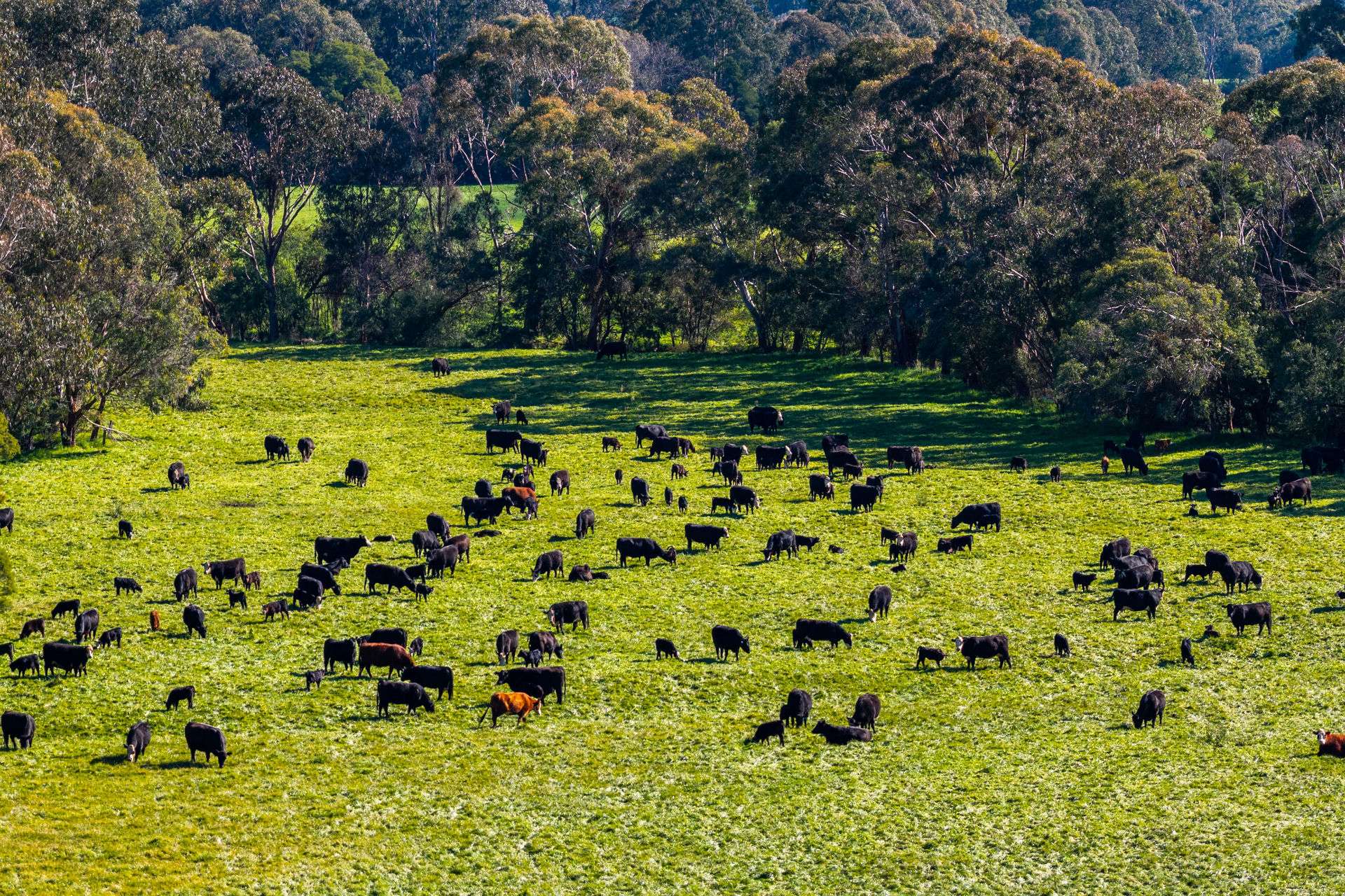 31 Greenham Road, Tallangatta Valley For Sale by Farmbuy.com - image 21