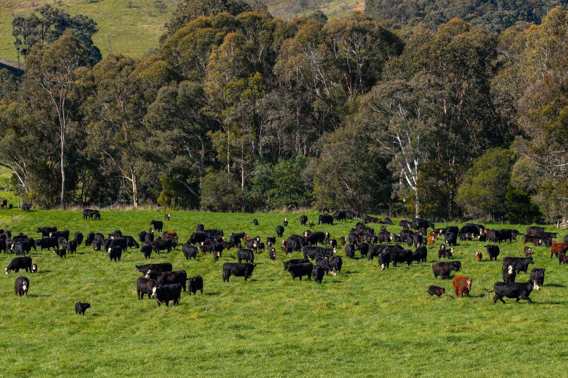 31 Greenham Road, Tallangatta Valley For Sale by Farmbuy.com - image 2