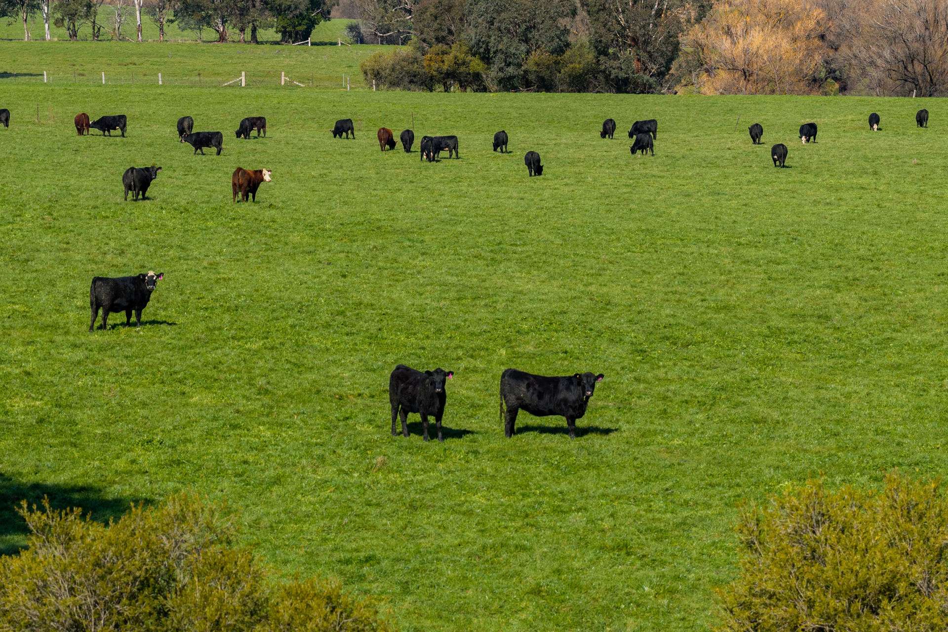 31 Greenham Road, Tallangatta Valley For Sale by Farmbuy.com - image 30