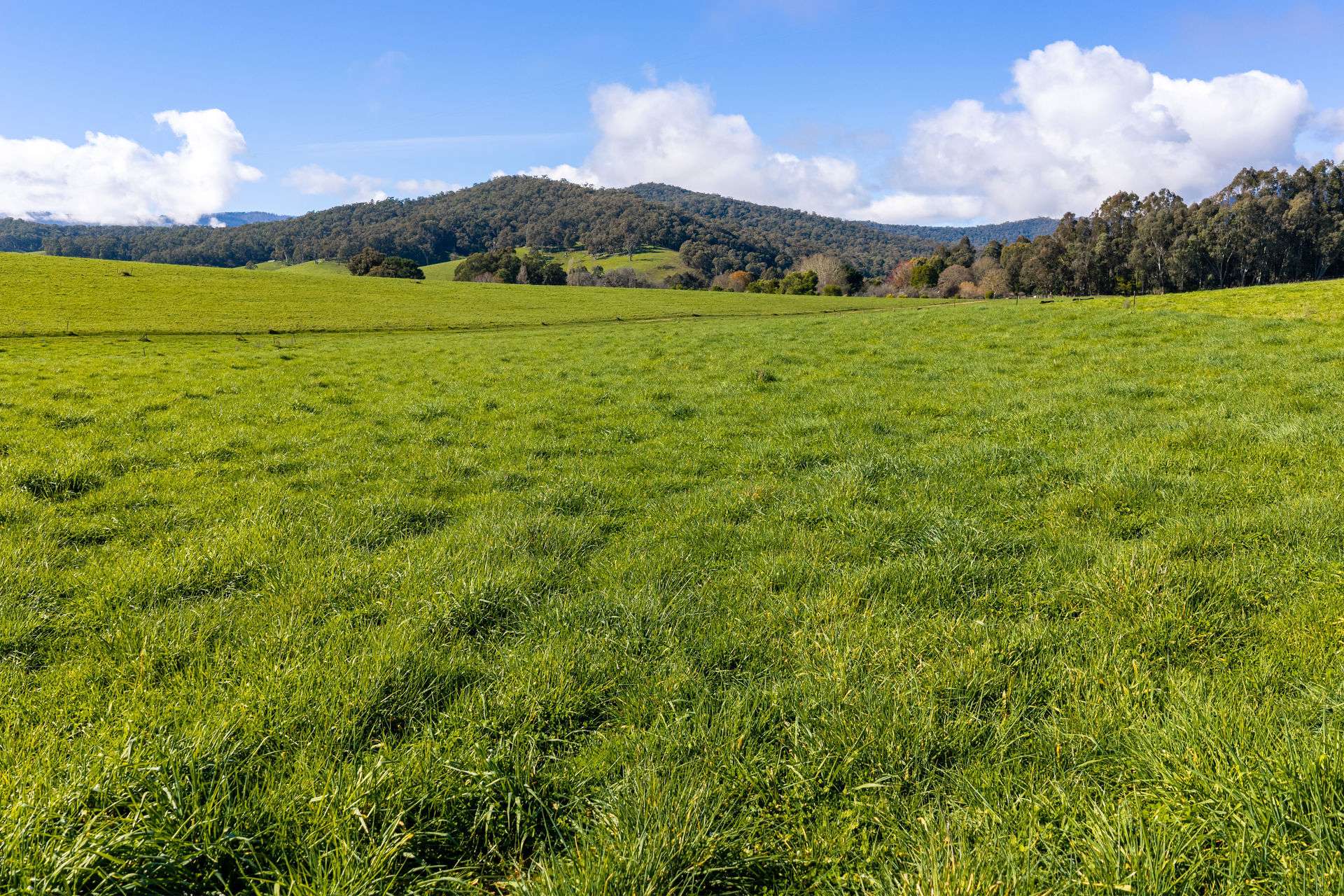 31 Greenham Road, Tallangatta Valley For Sale by Farmbuy.com - image 9