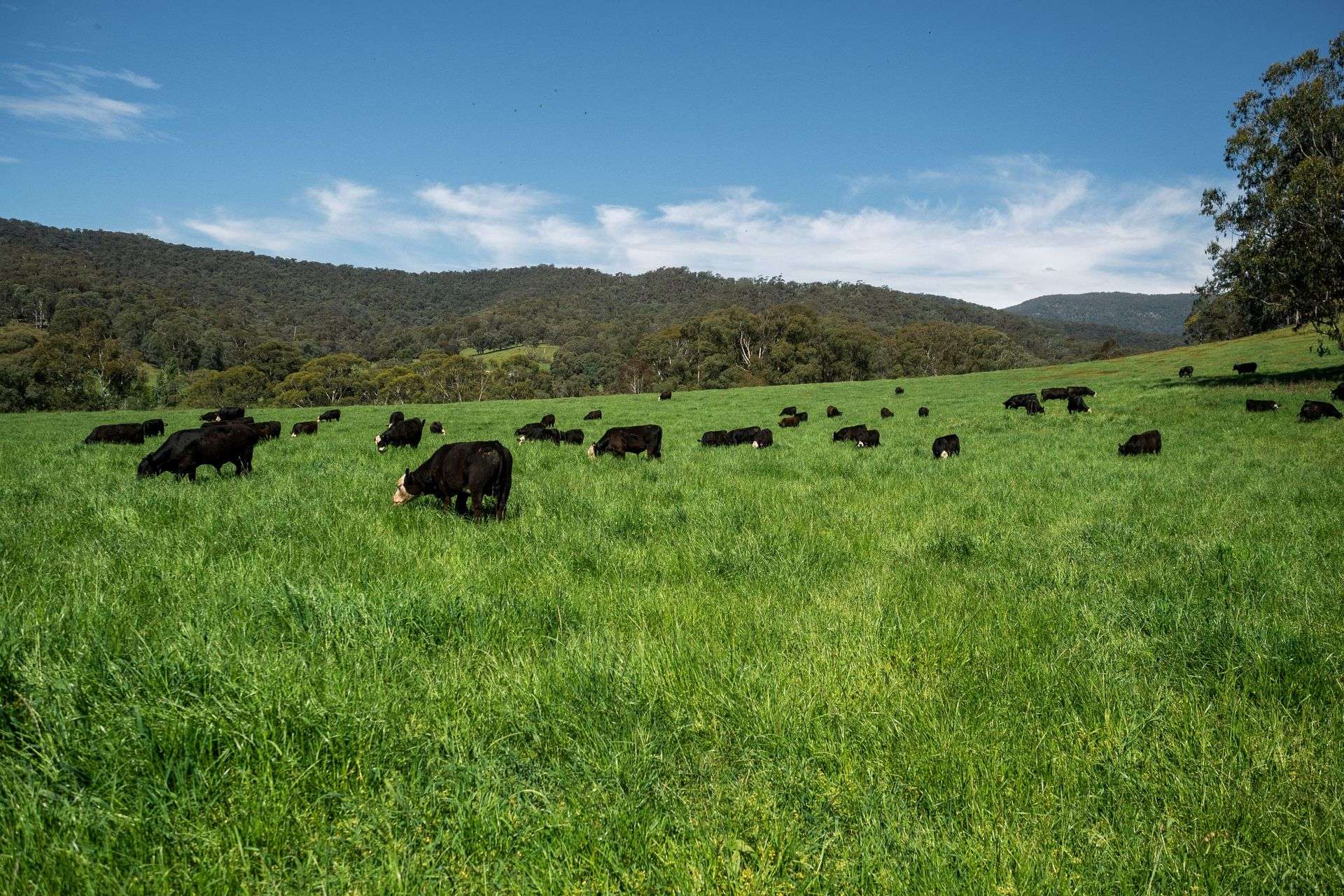 31 Greenham Road, Tallangatta Valley For Sale by Farmbuy.com - image 19
