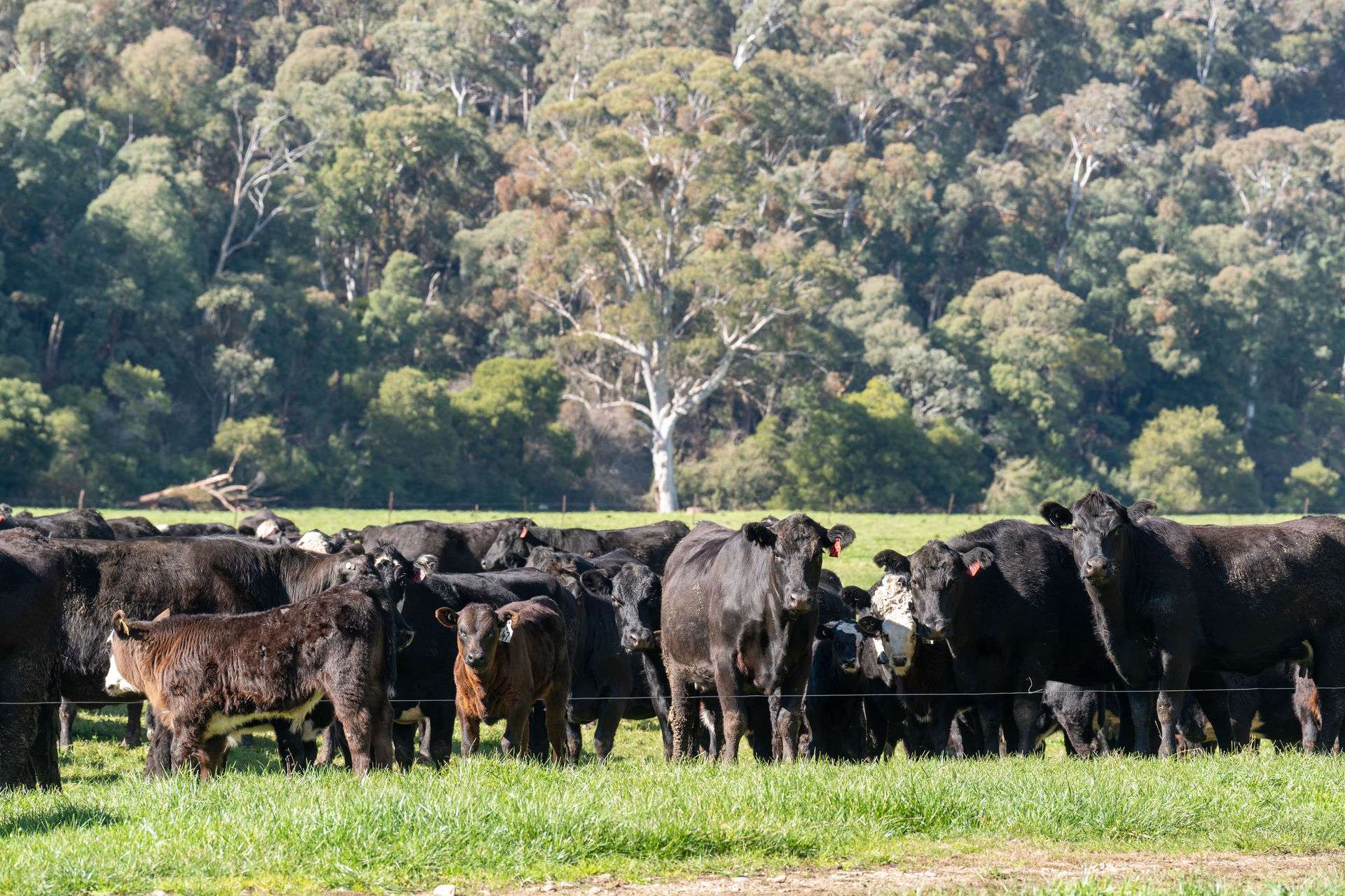 31 Greenham Road, Tallangatta Valley For Sale by Farmbuy.com - image 24