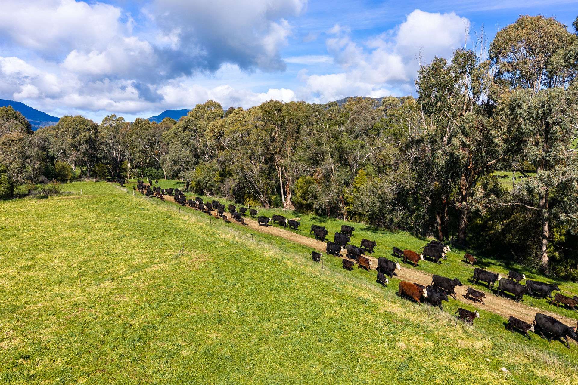 31 Greenham Road, Tallangatta Valley For Sale by Farmbuy.com - image 14