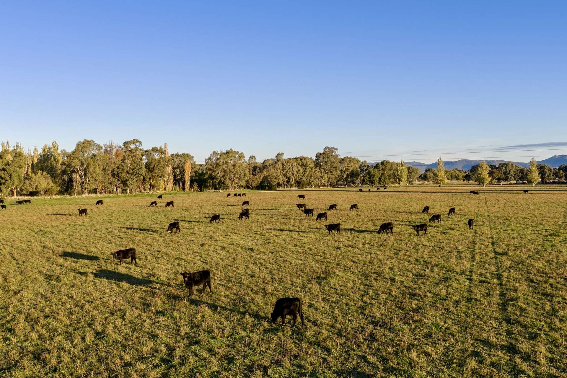 1315 Bungowannah Road, Bungowannah Auction by Farmbuy.com - image 28