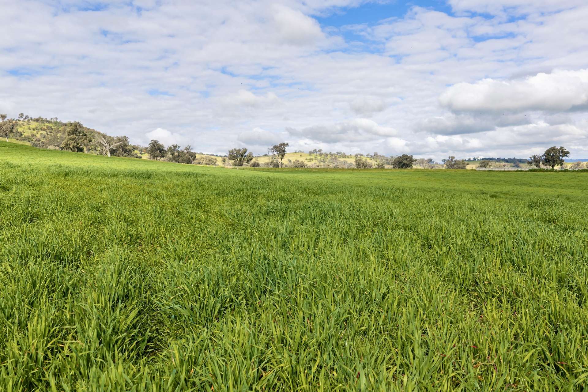 1315 Bungowannah Road, Bungowannah Auction by Farmbuy.com - image 22