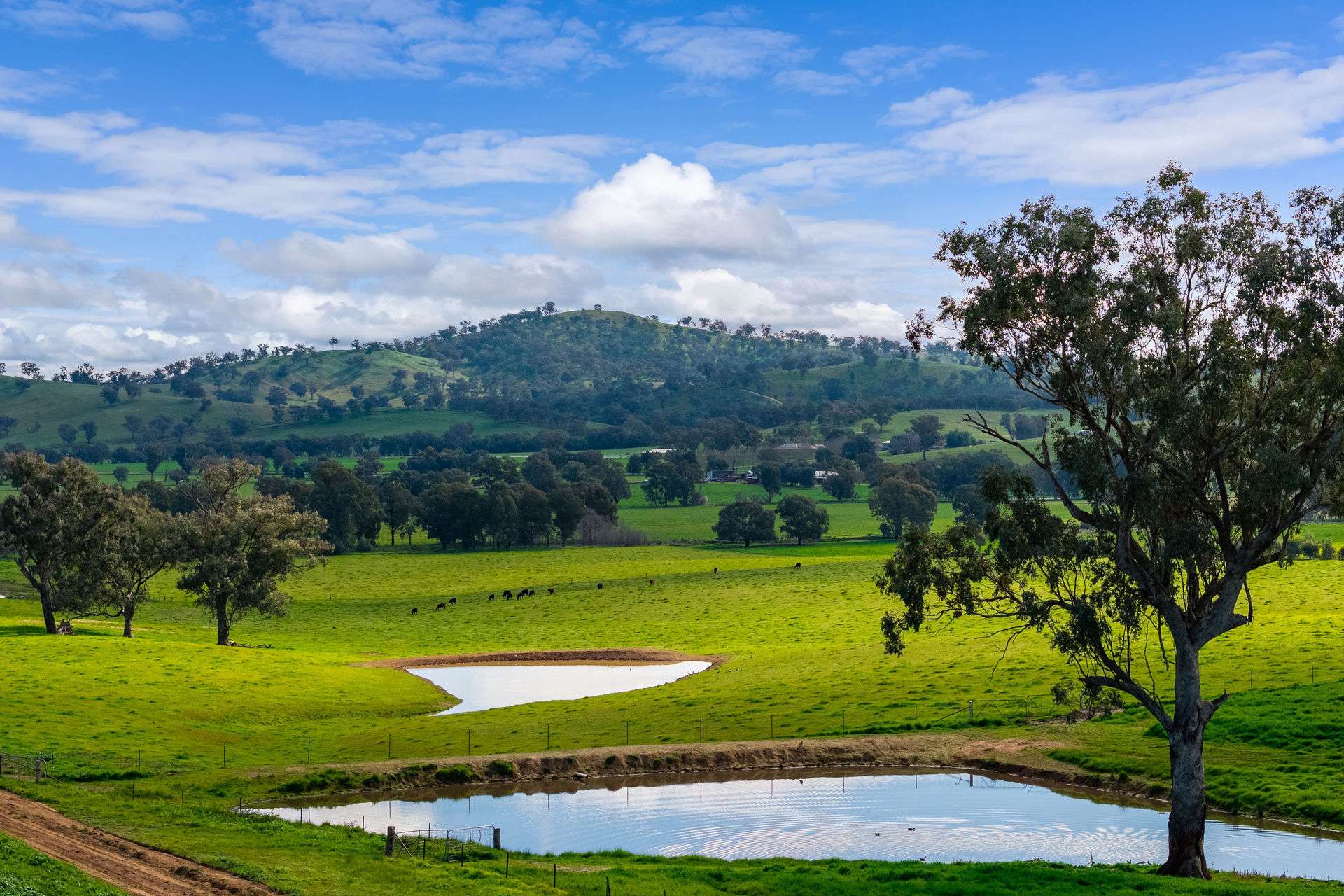 1315 Bungowannah Road, Bungowannah Auction by Farmbuy.com - image 3