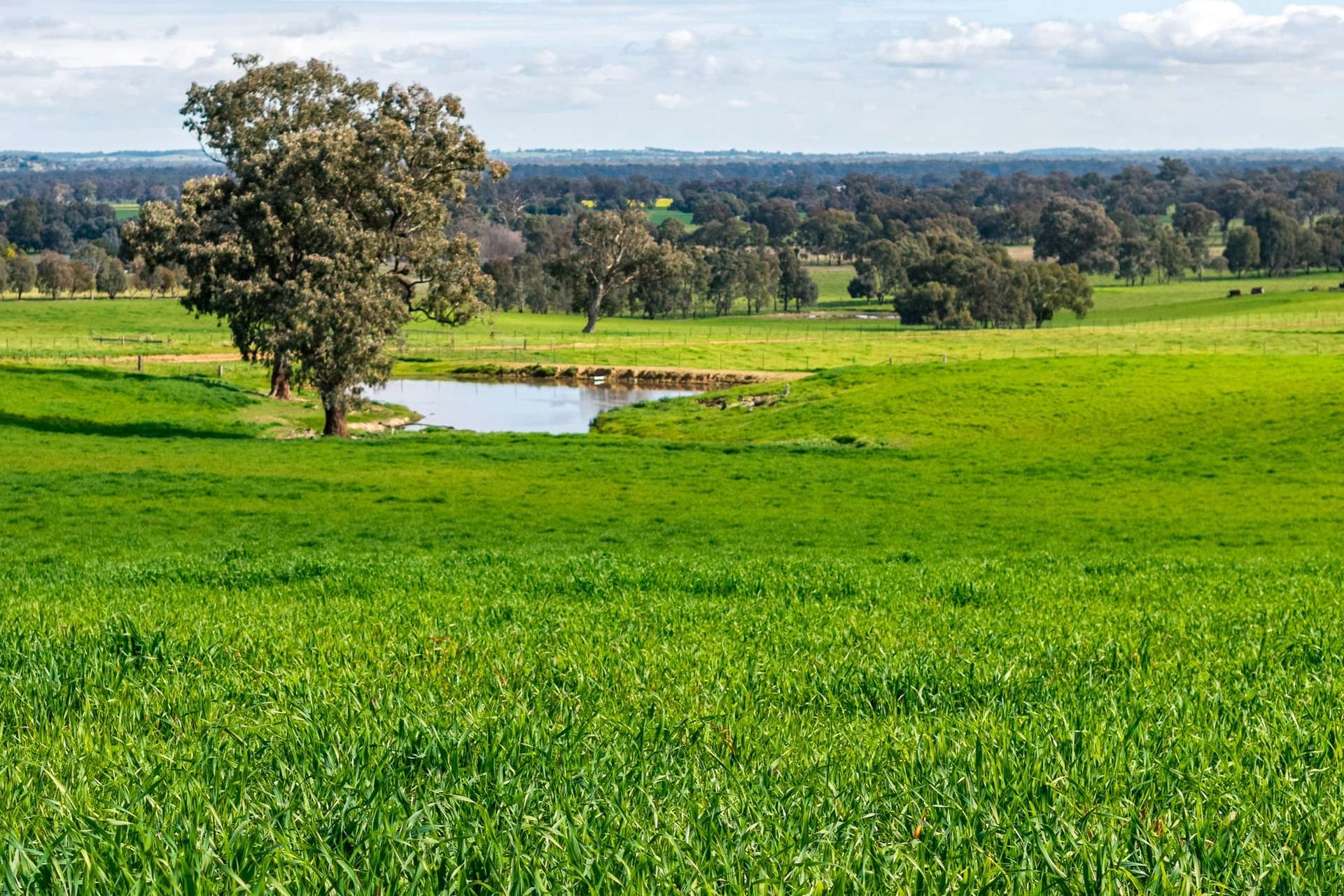 1315 Bungowannah Road, Bungowannah Auction by Farmbuy.com - image 24