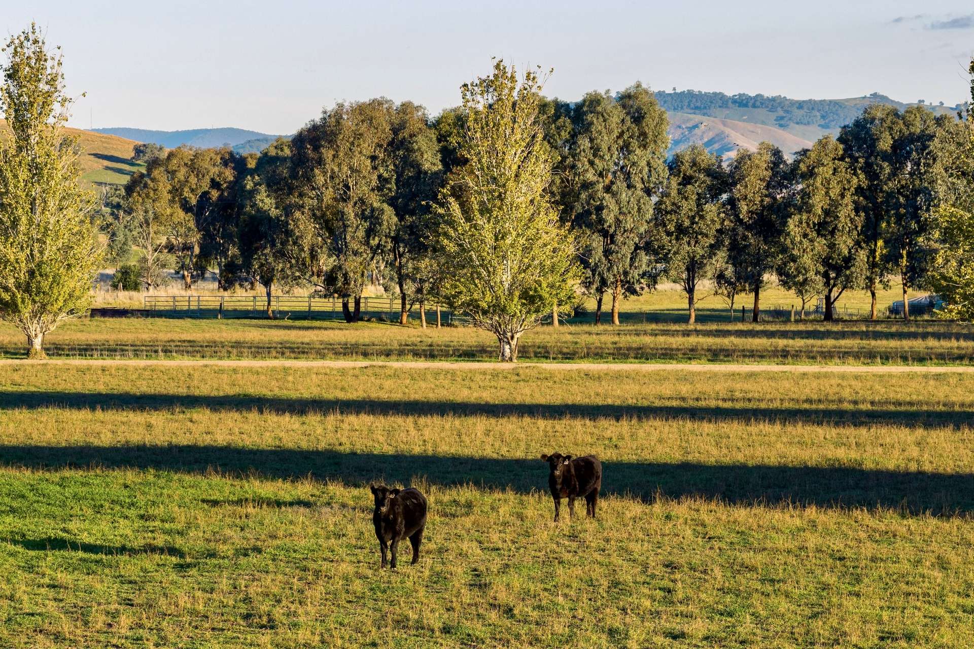 1315 Bungowannah Road, Bungowannah Auction by Farmbuy.com - image 23