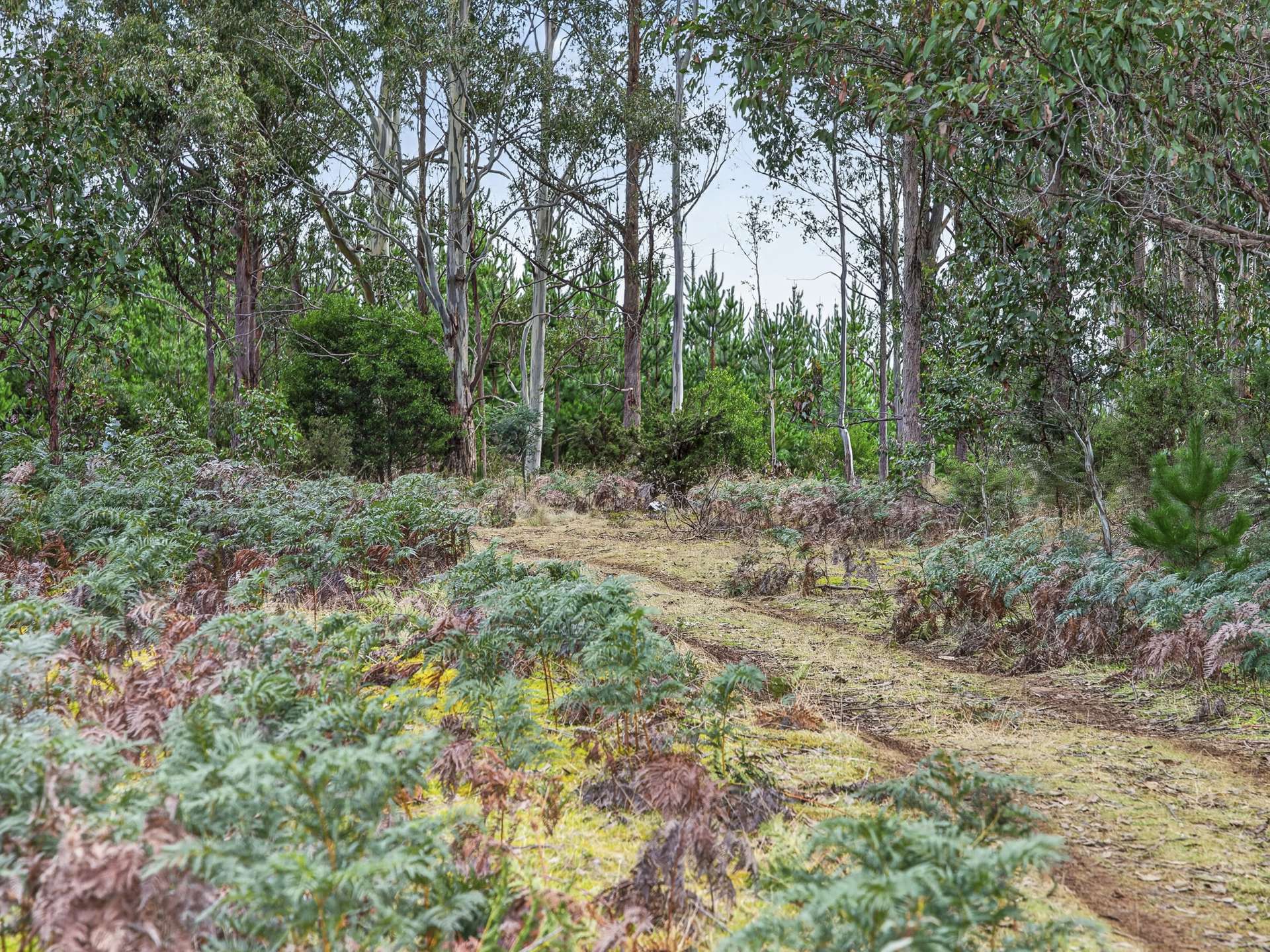 Lot 1 Pitts Road, Moogara For Sale by Farmbuy.com - image 18