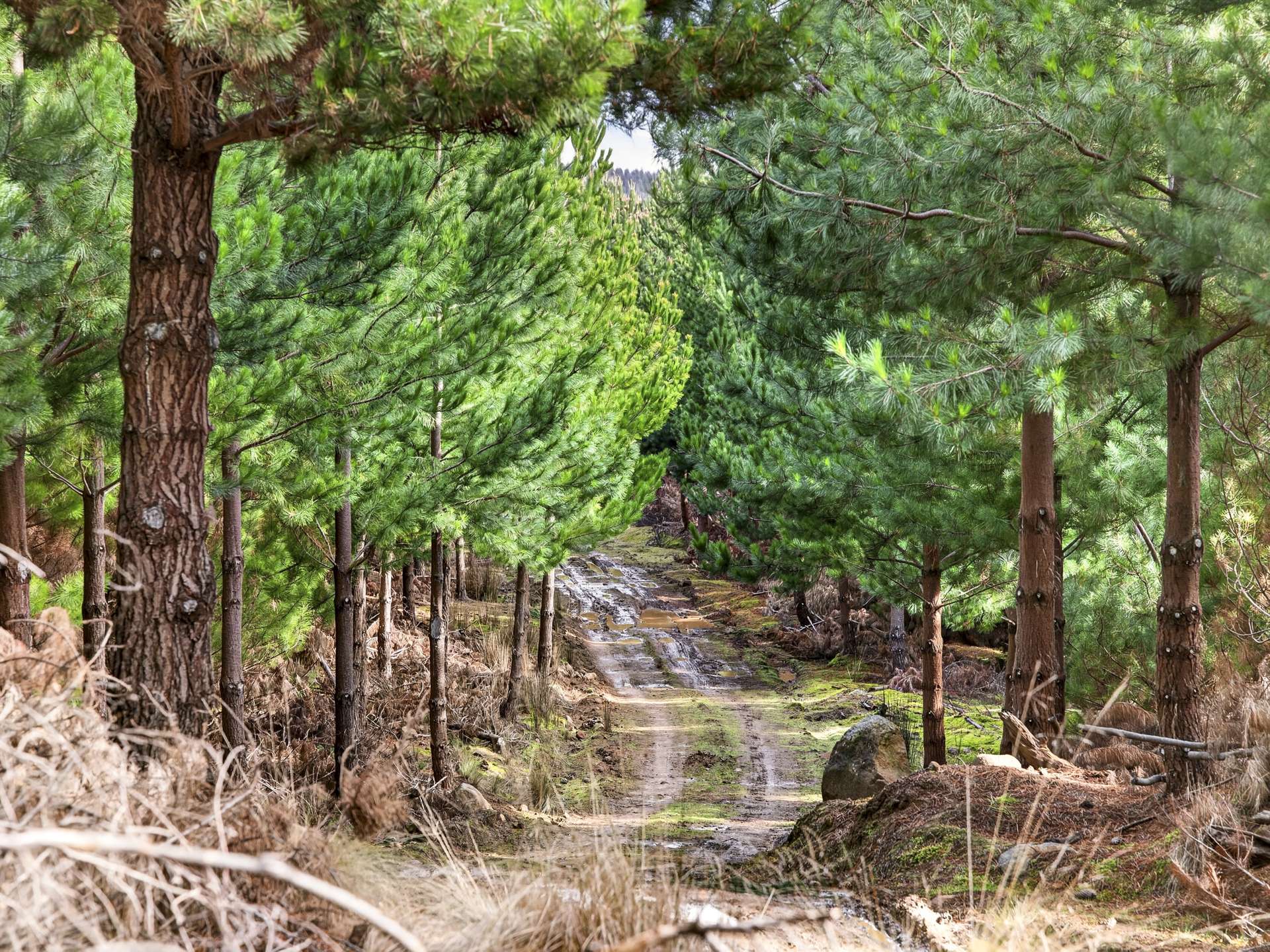 Lot 1 Pitts Road, Moogara For Sale by Farmbuy.com - image 29