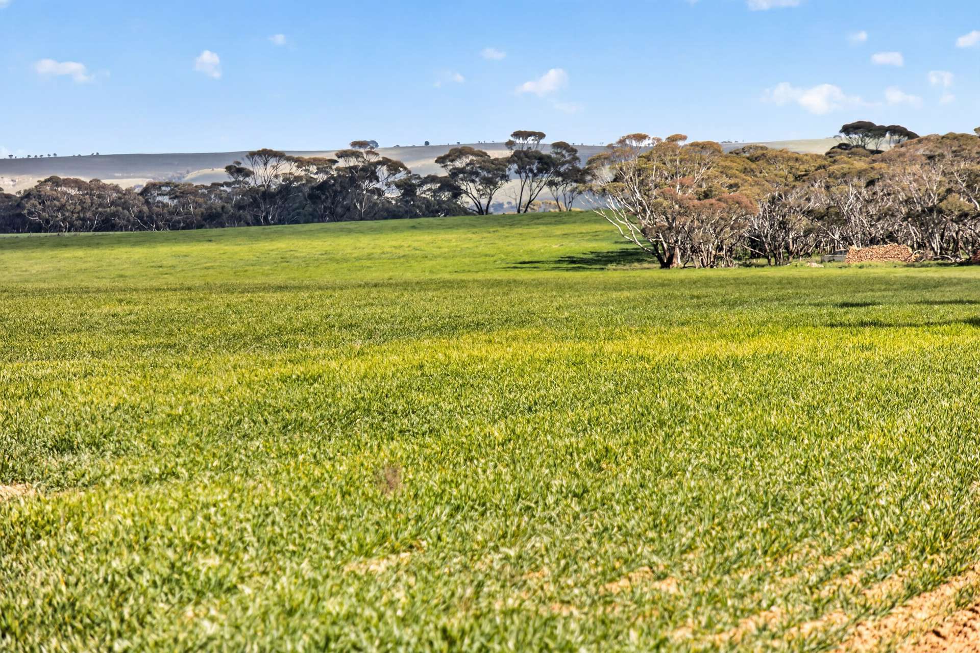 'Milde's' Keller Road, Point Pass Auction by Farmbuy.com - image 3