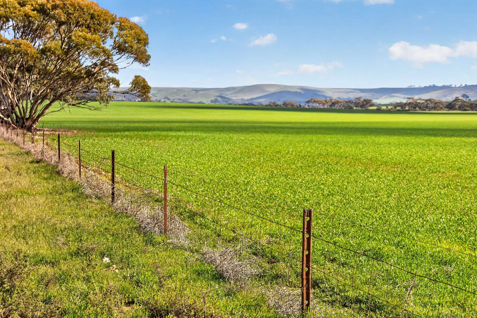 'Milde's' Keller Road, Point Pass Auction by Farmbuy.com - image 4