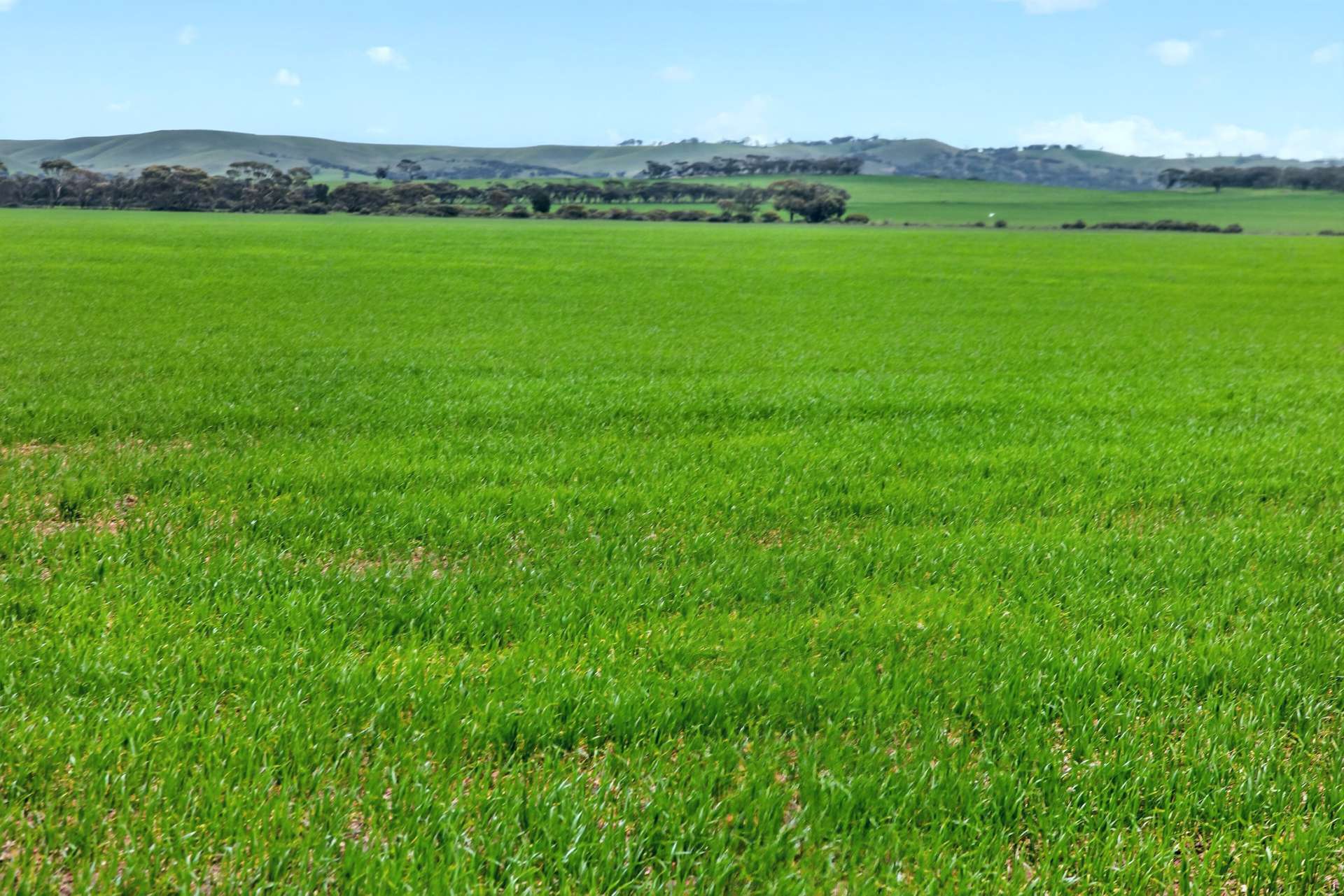'Milde's' Keller Road, Point Pass Auction by Farmbuy.com - image 11
