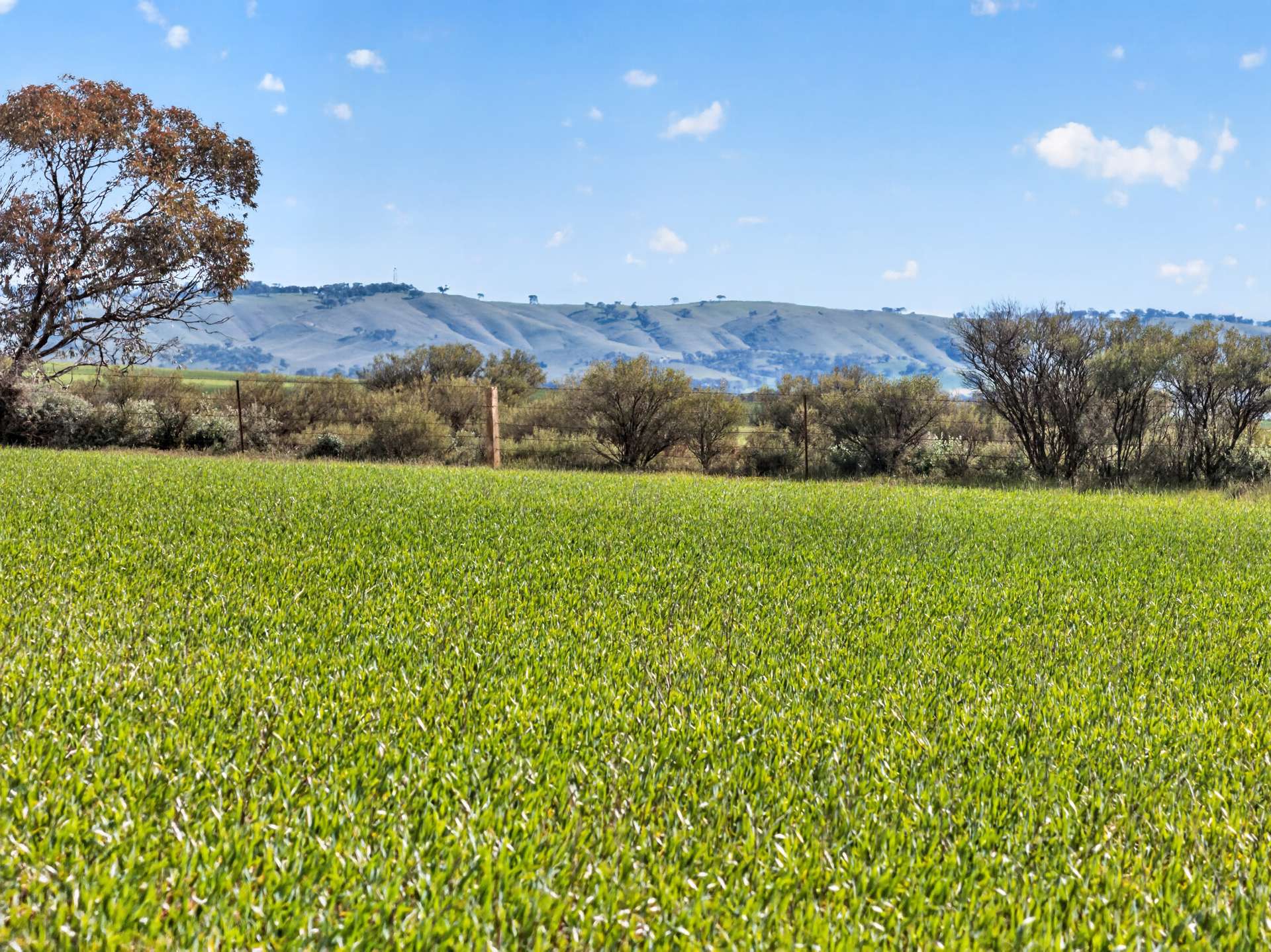 'Milde's' Keller Road, Point Pass Auction by Farmbuy.com - image 10