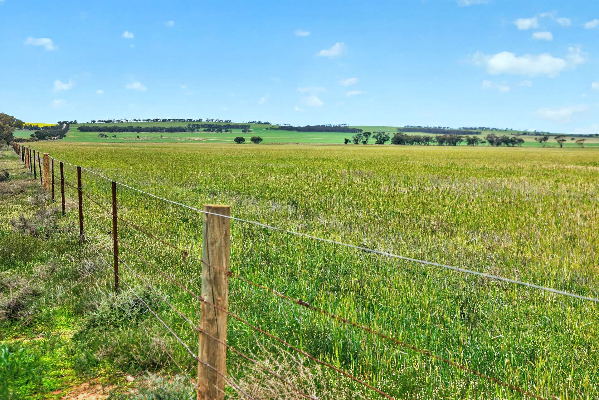 'Milde's' Keller Road, Point Pass Auction by Farmbuy.com - image 8
