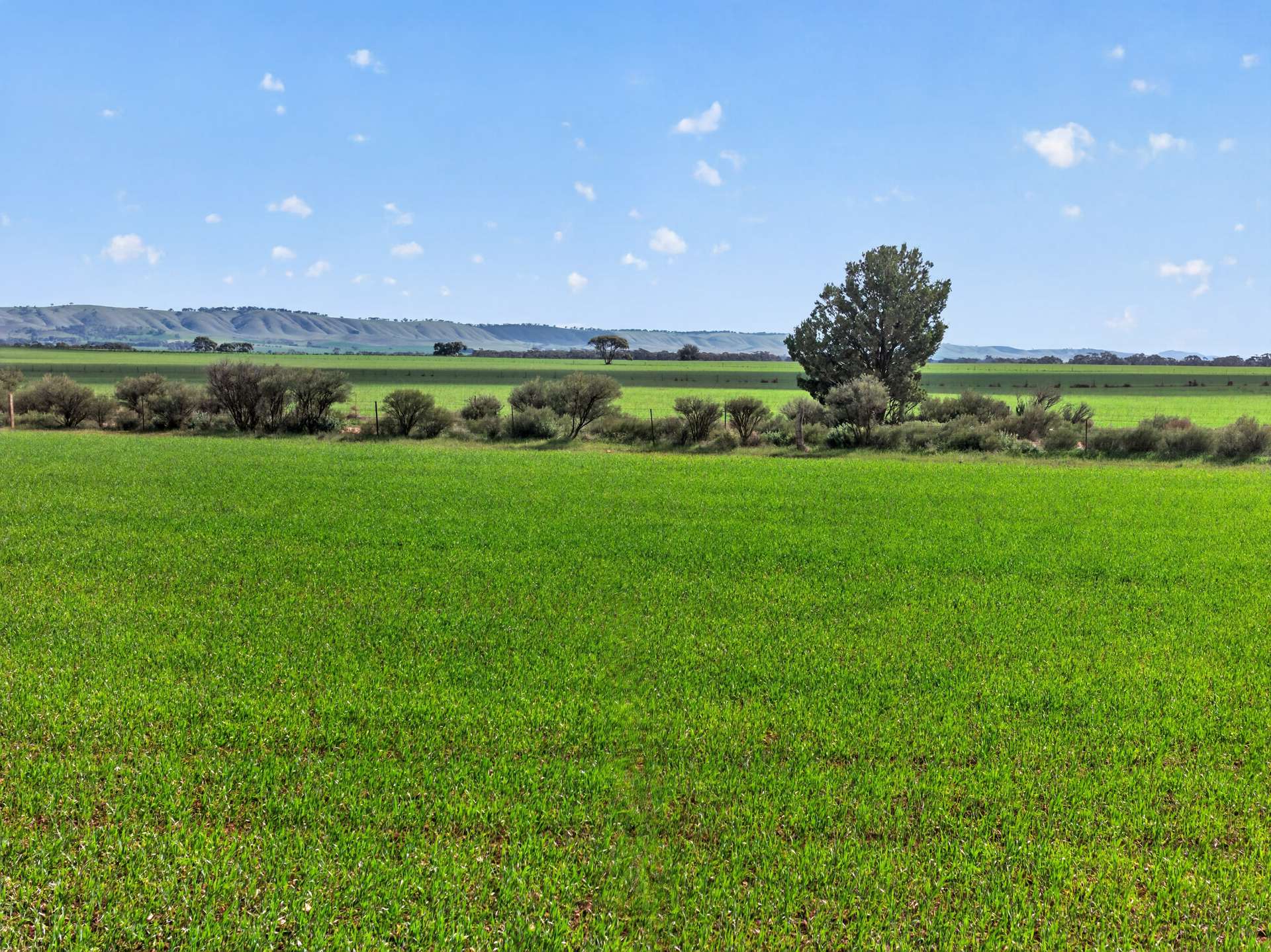 'Milde's' Keller Road, Point Pass Auction by Farmbuy.com - image 6