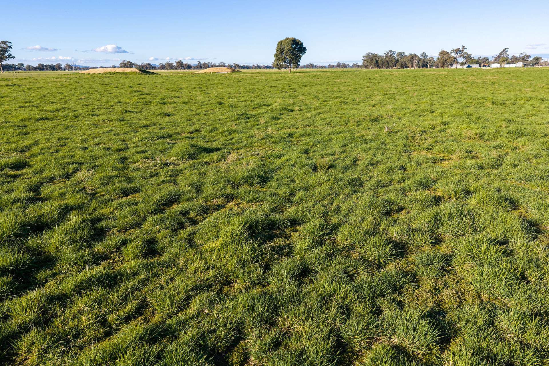 Henty-Walla Road, Culcairn Auction by Farmbuy.com - image 14